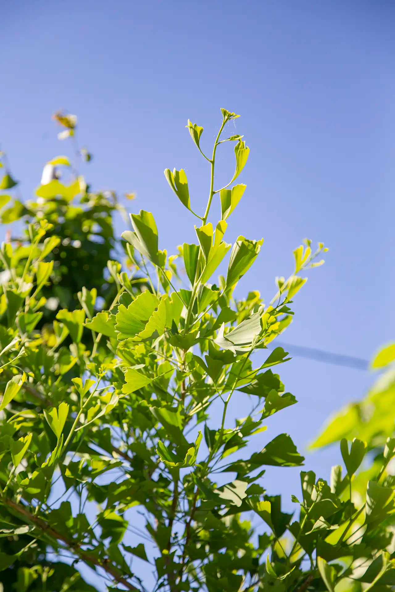 Tree branches of Ginkgo with green leaves against a clear blue sky