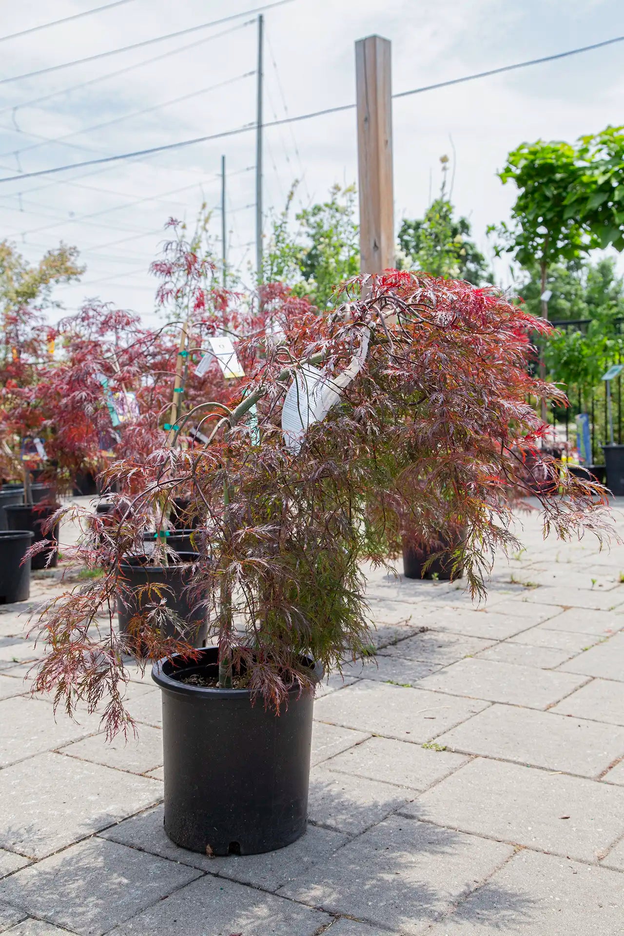 Potted Crimson Queen Japanese Maple on interlock outdoors at garden centre.