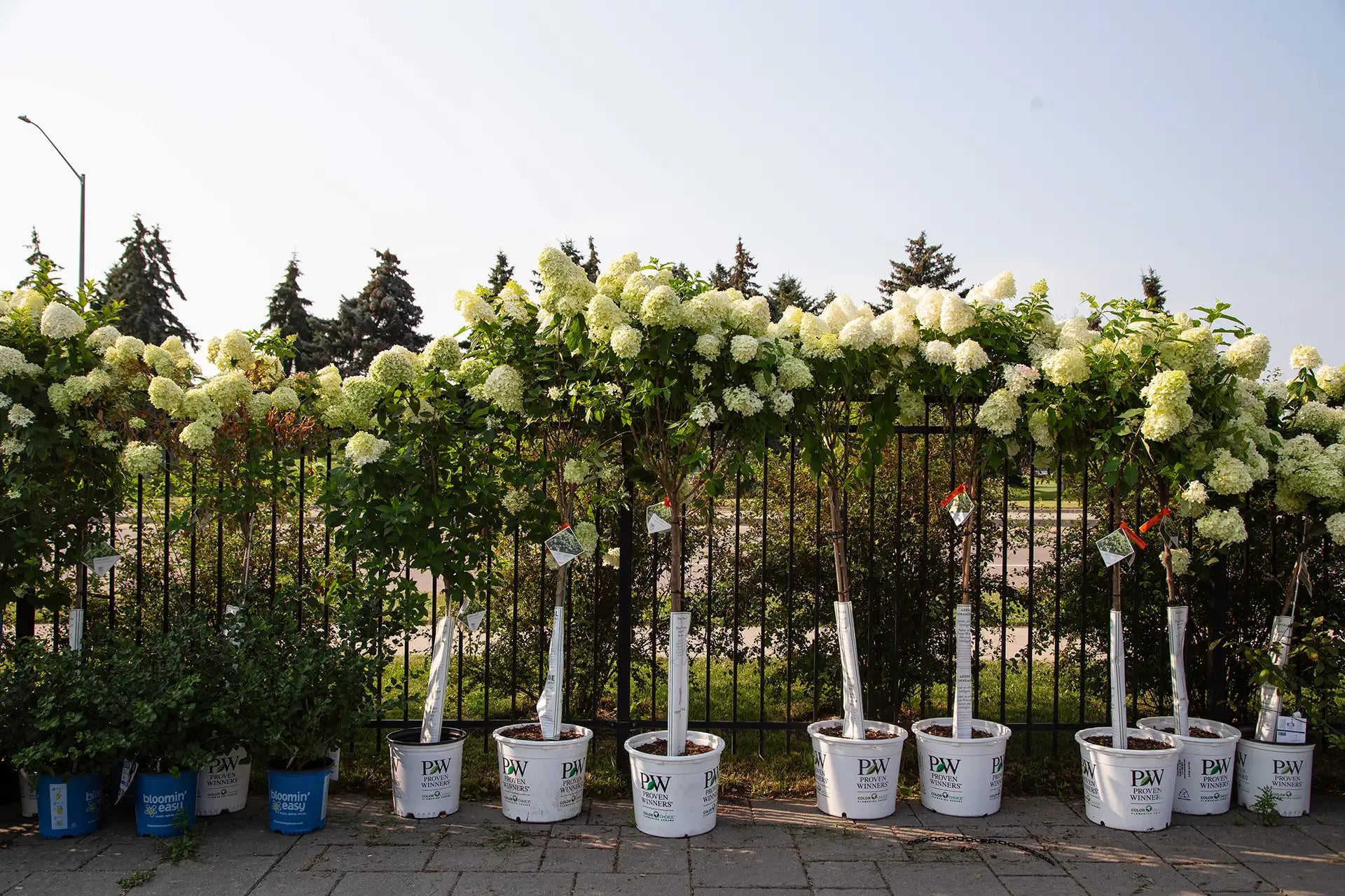 Row of potted Panicle Hydrangea trees with white flowers in front of a black metal fence