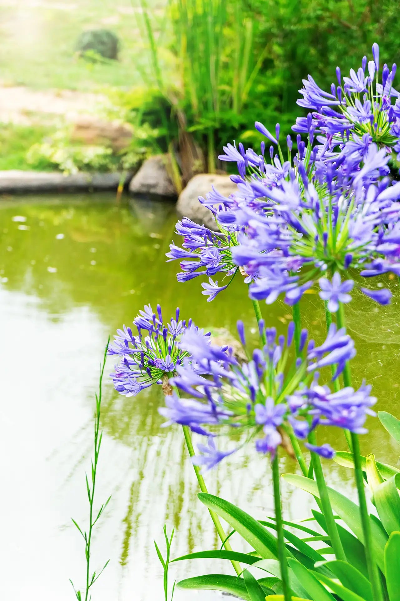 Blue Agapanthus flowers on long stems and green leaves with blurry pond in background.