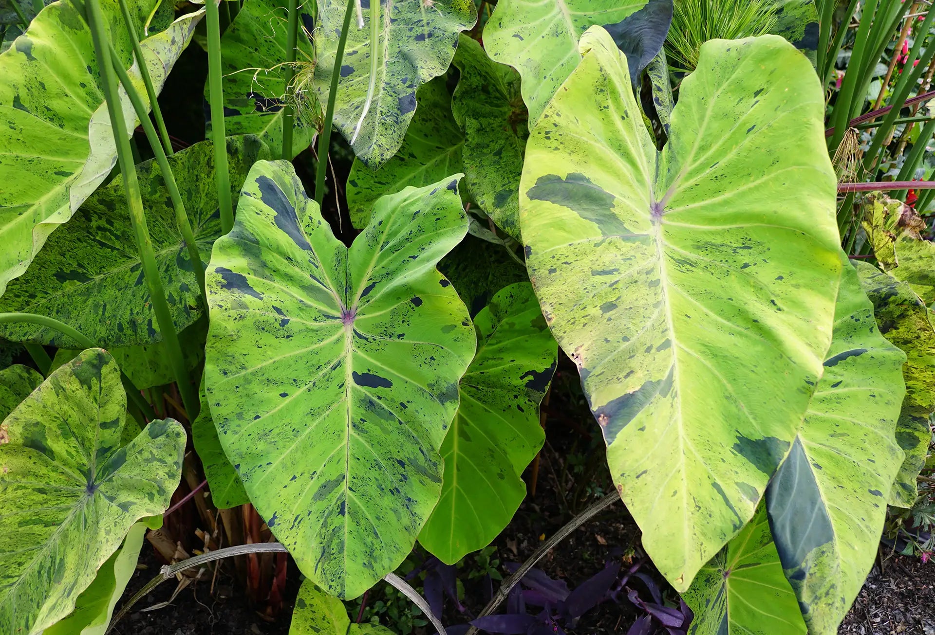 Close-up of large green and black variegated Colocasia in a pond setting.