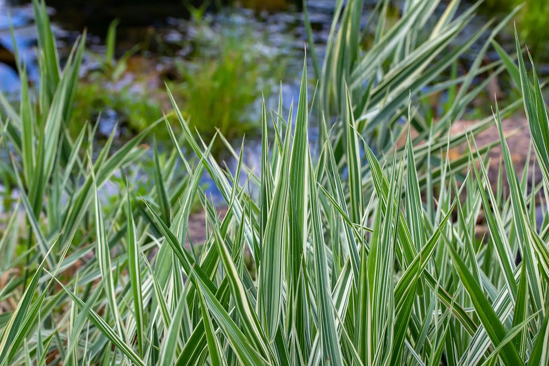 Green and white variegated Carex with a blurred pond in background