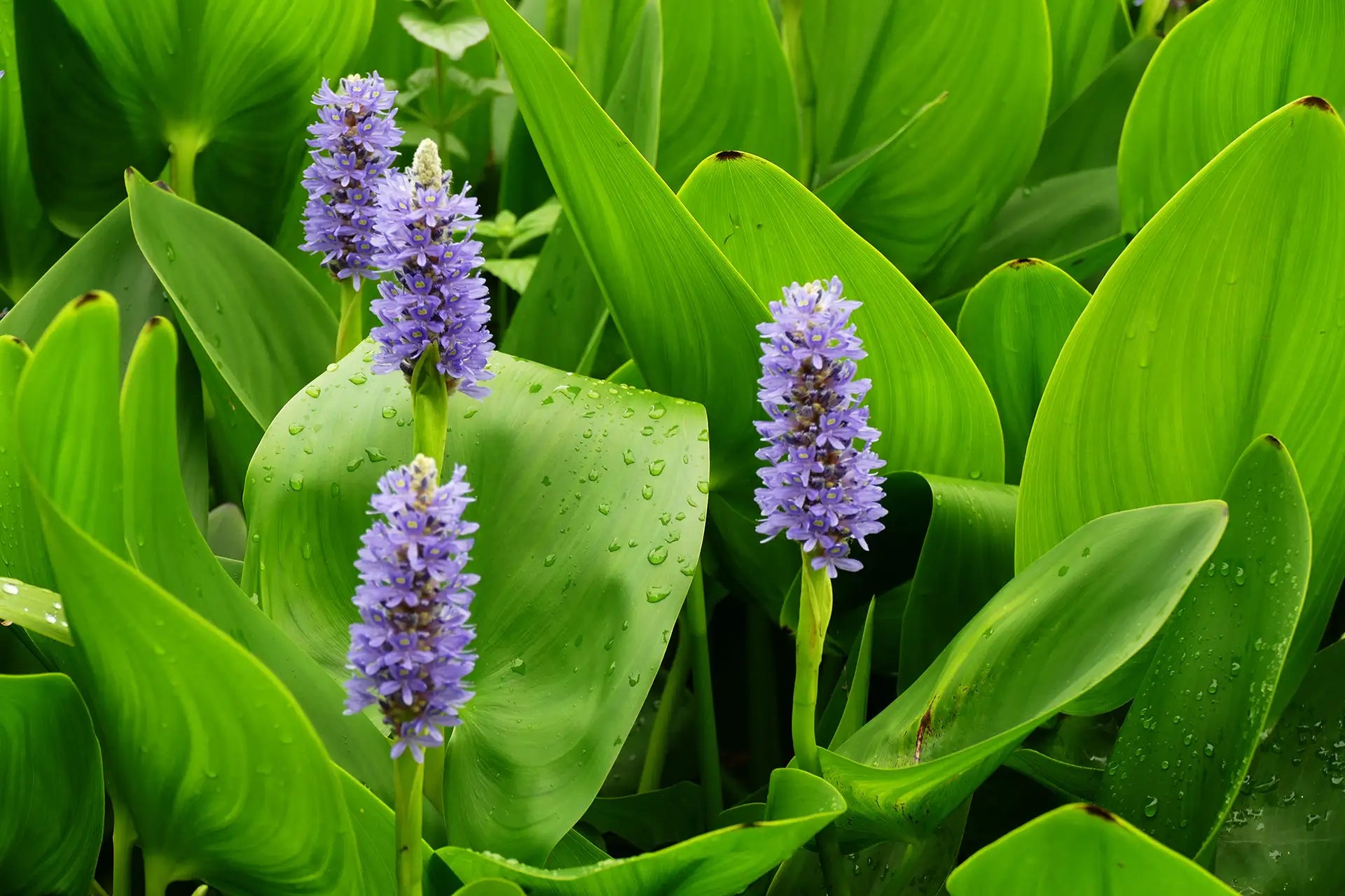 Close up of Blue Pickerel Weed flowers with water droplets on green leaves