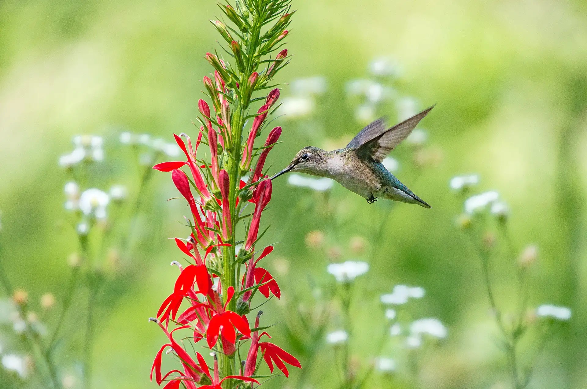 Hummingbird feeding on red Lobelia with a blurred green background
