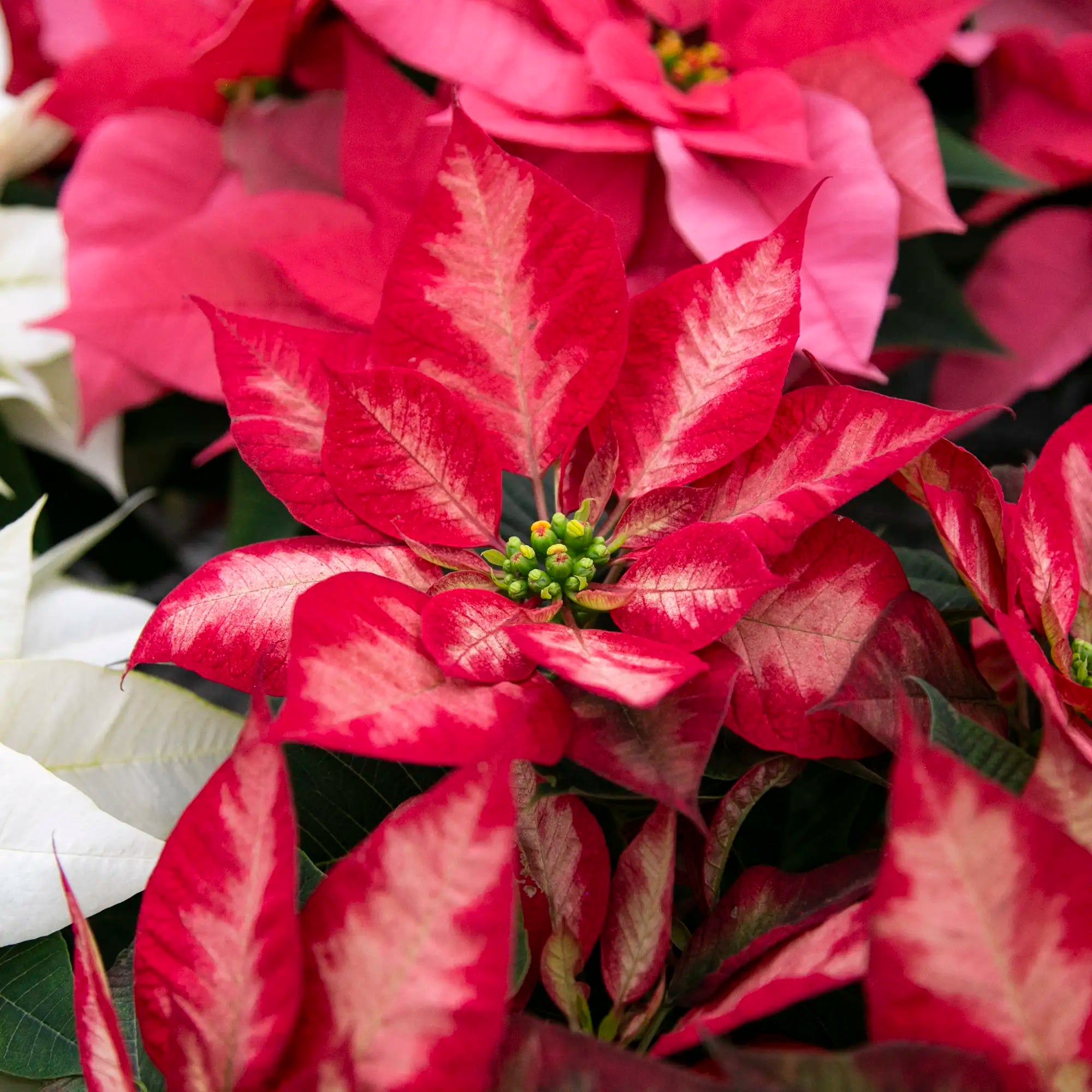 Poinsettia
