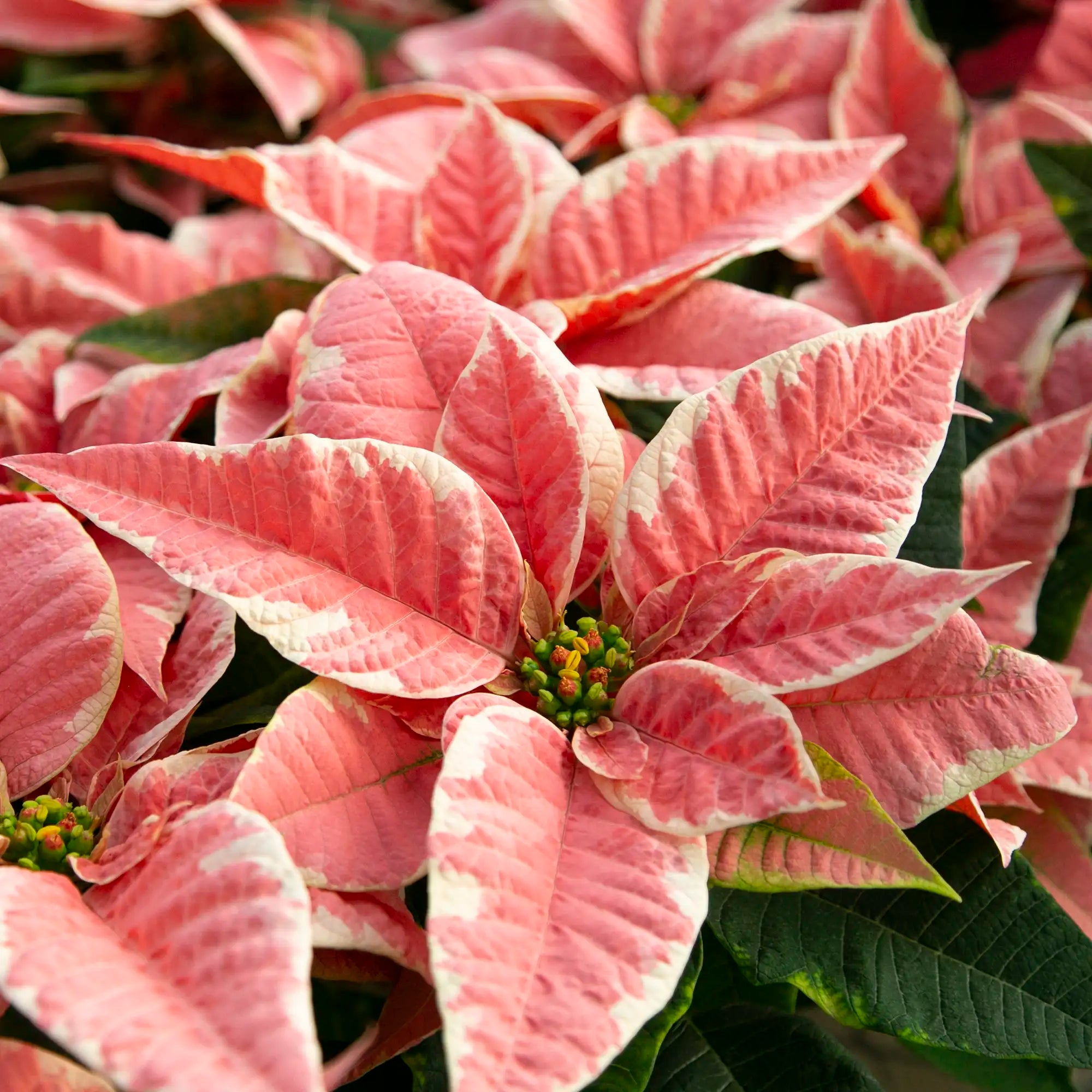 Poinsettia