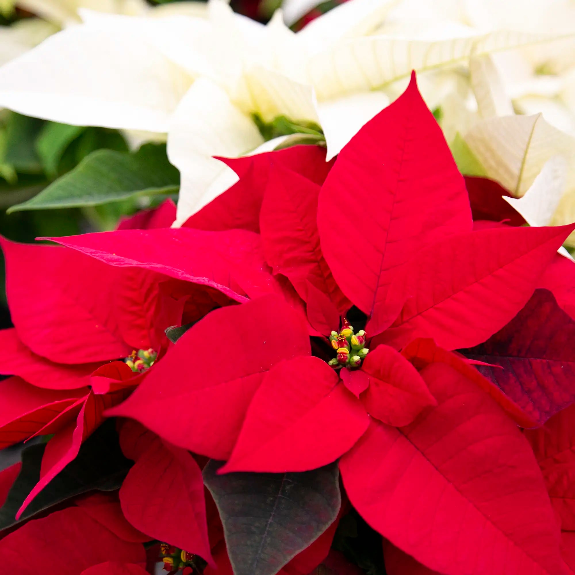 Close-up of vibrant red poinsettia with green leaves.