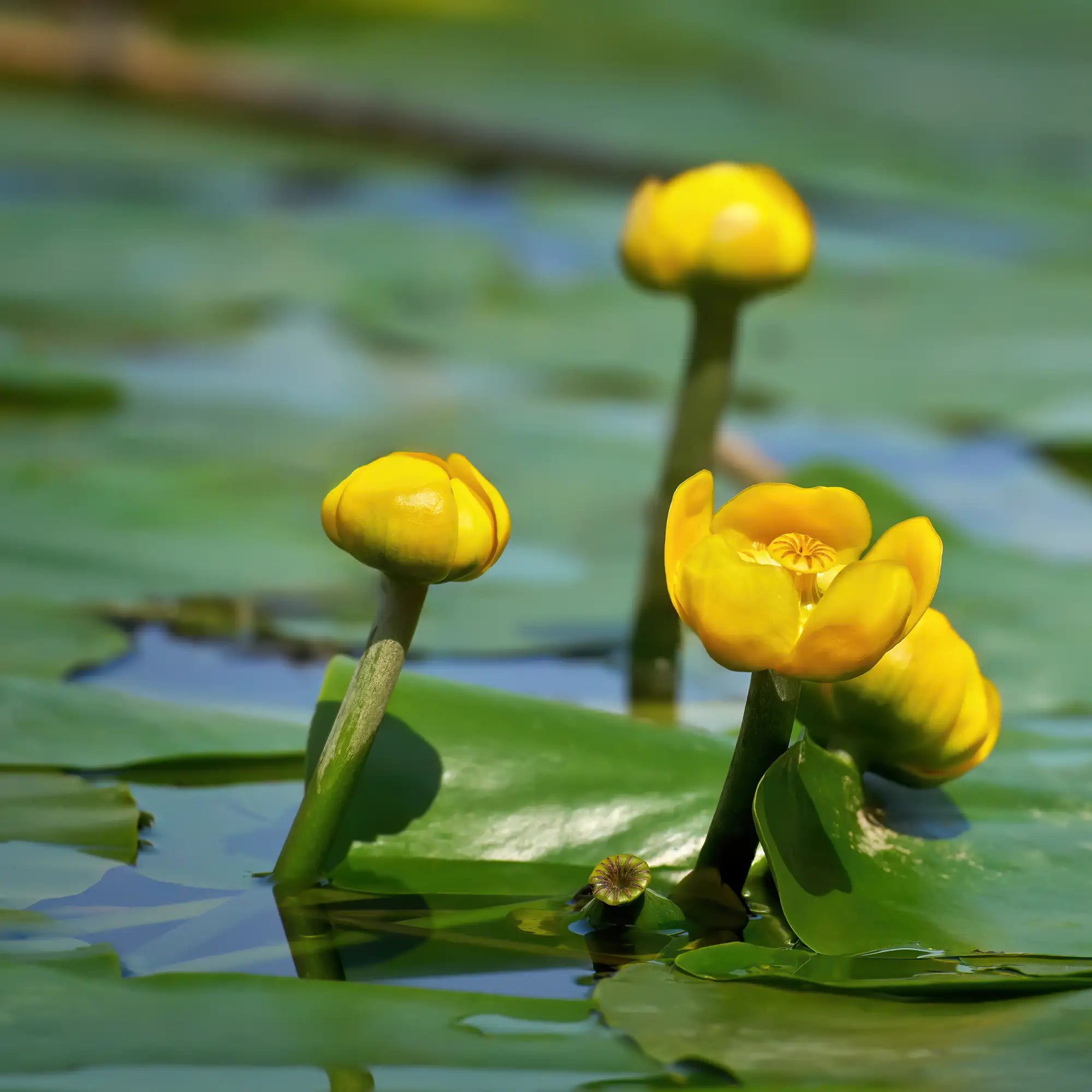 Pond Lily yellow flowers in a pond