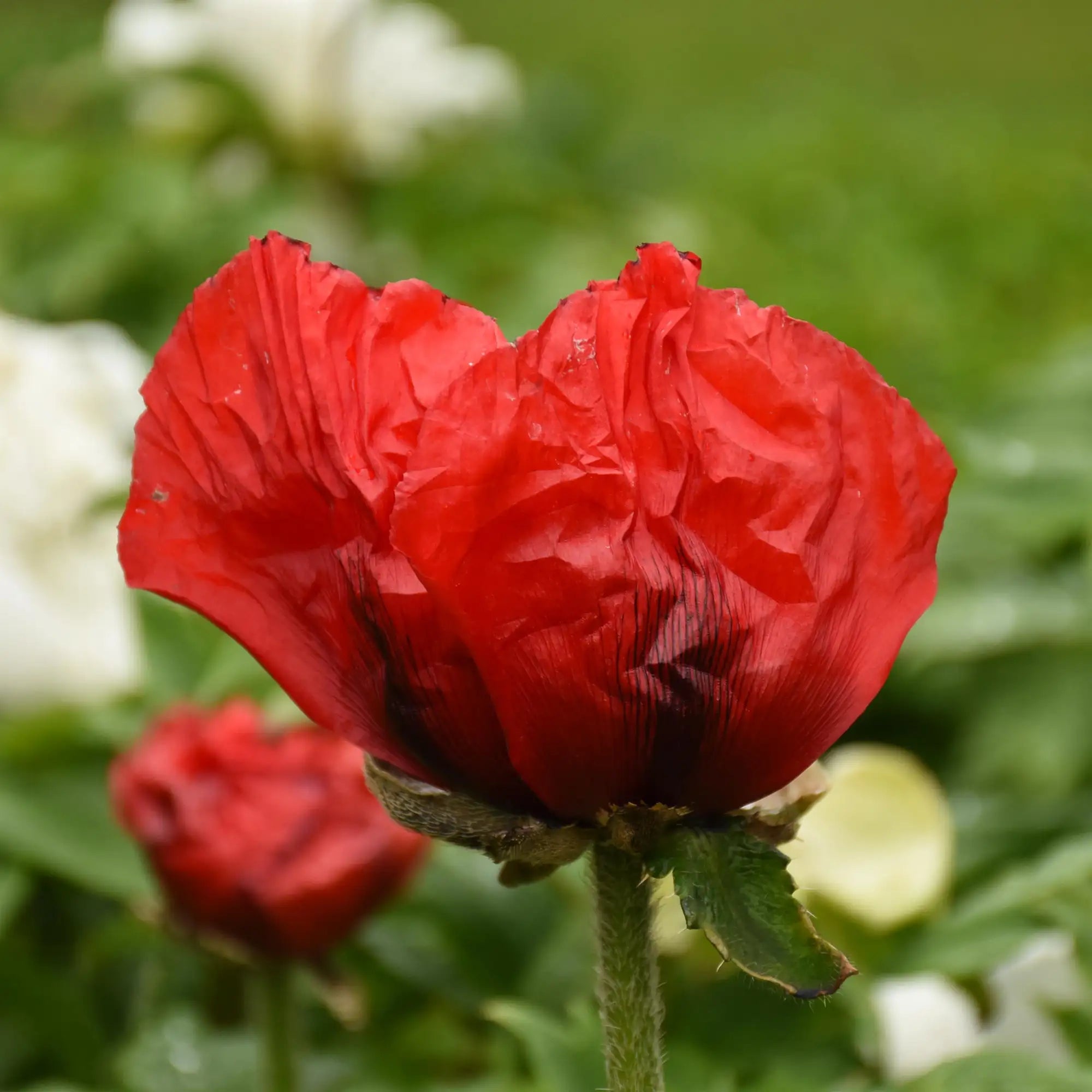 Poppy Oriental 'Beauty of Livermere'