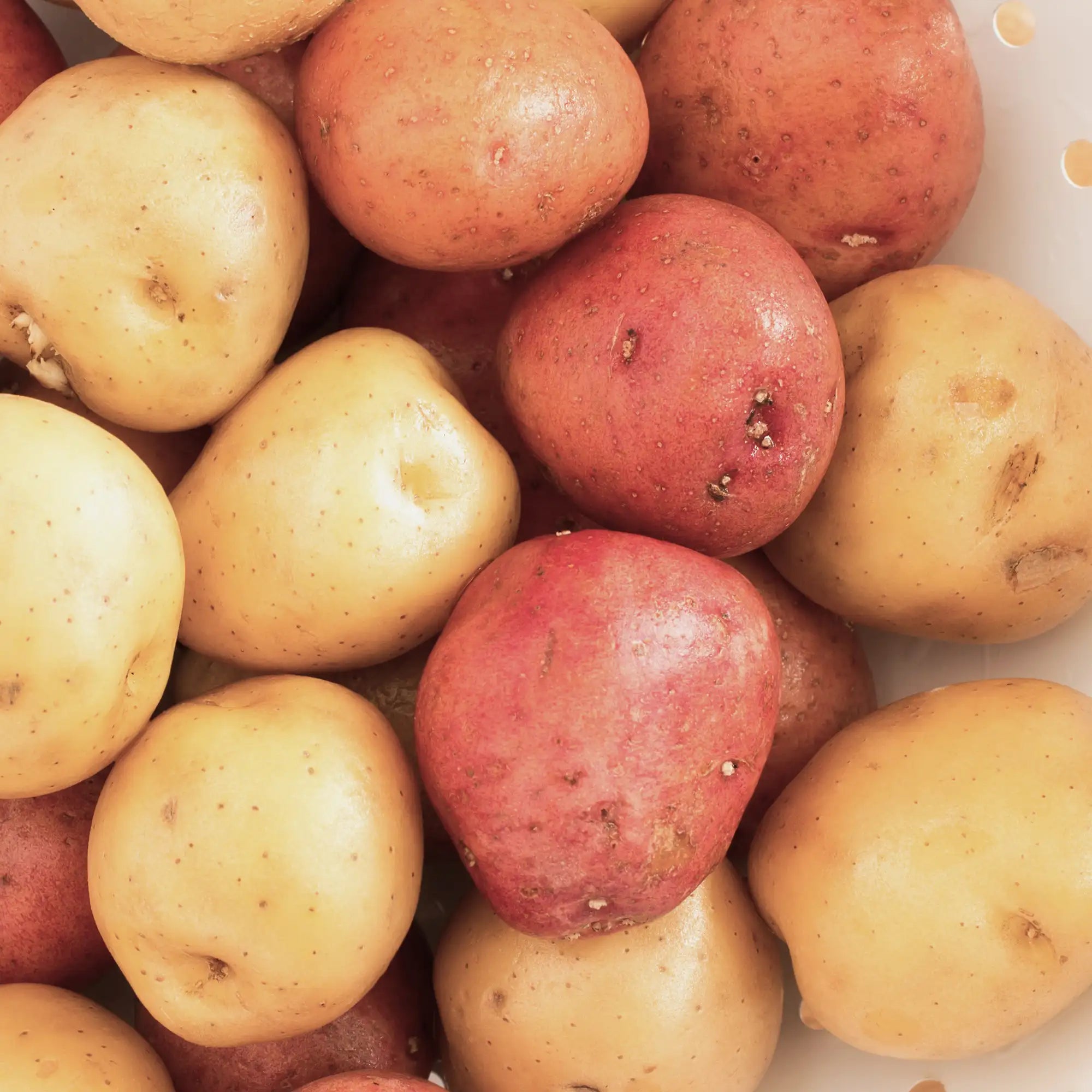 Potato 'Clancy'