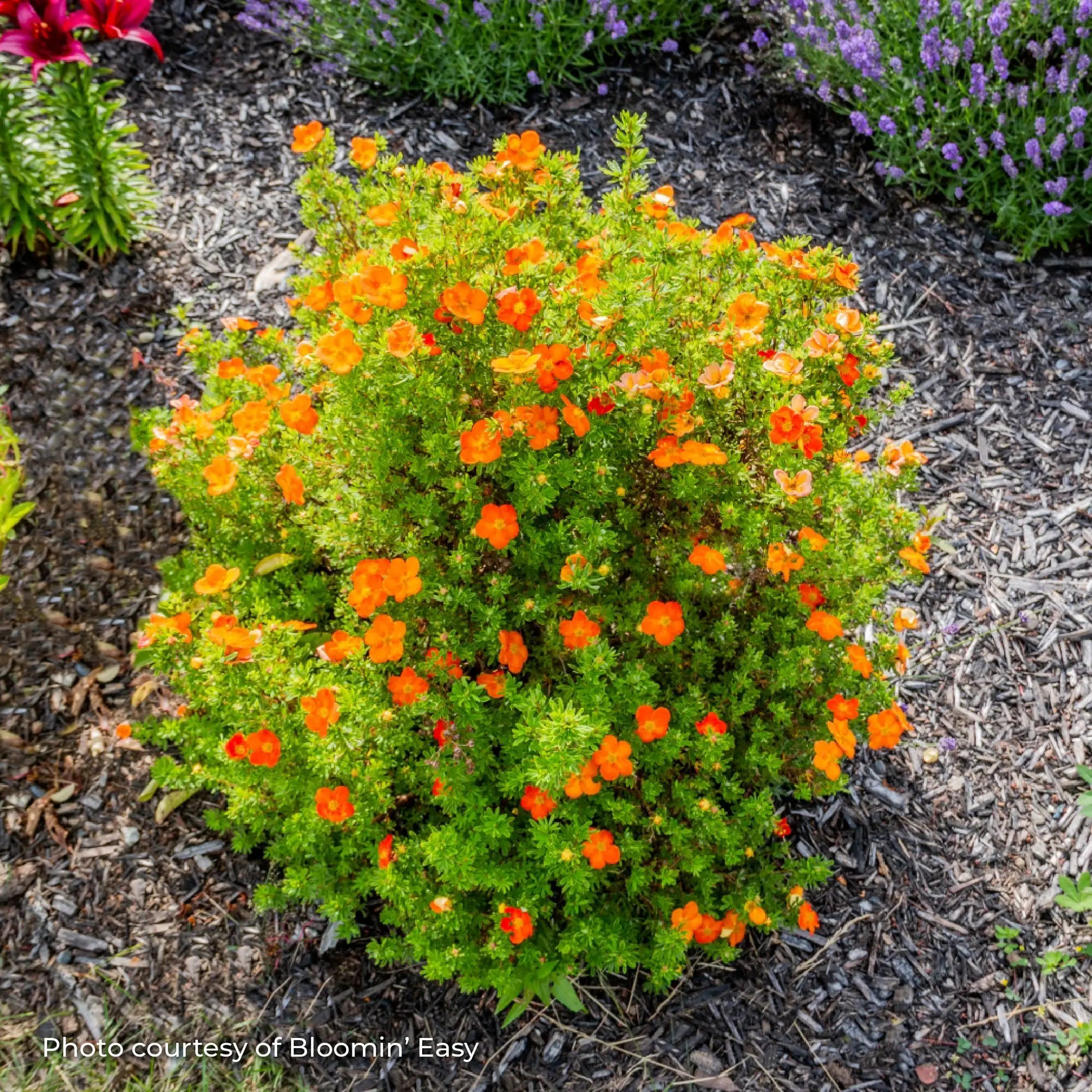 Potentilla 'Bella Sol®'