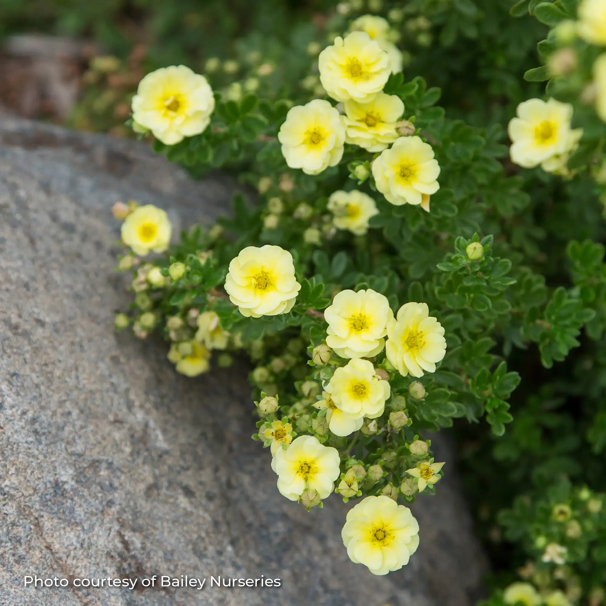 Potentilla 'Lemon Meringue™'