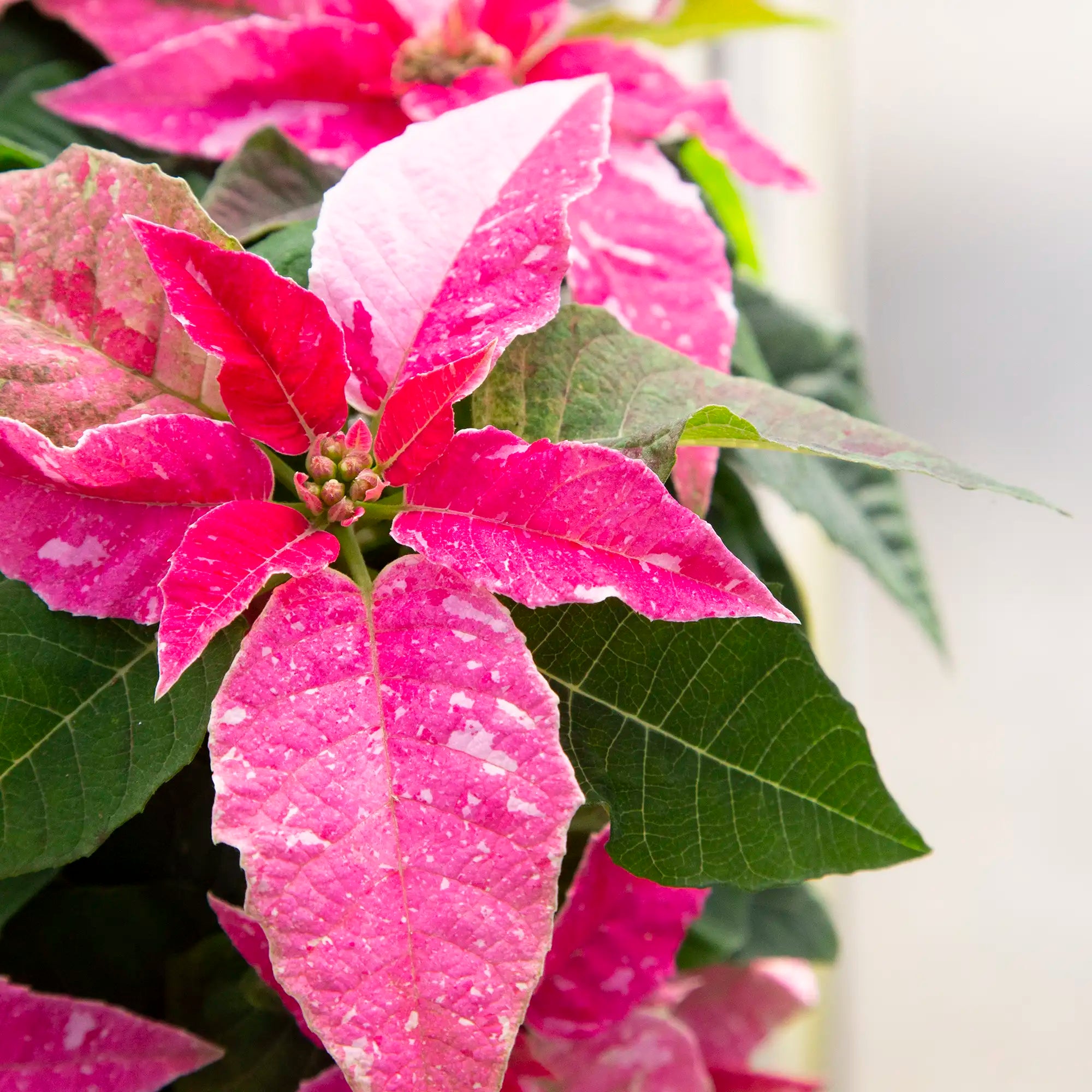 Poinsettia