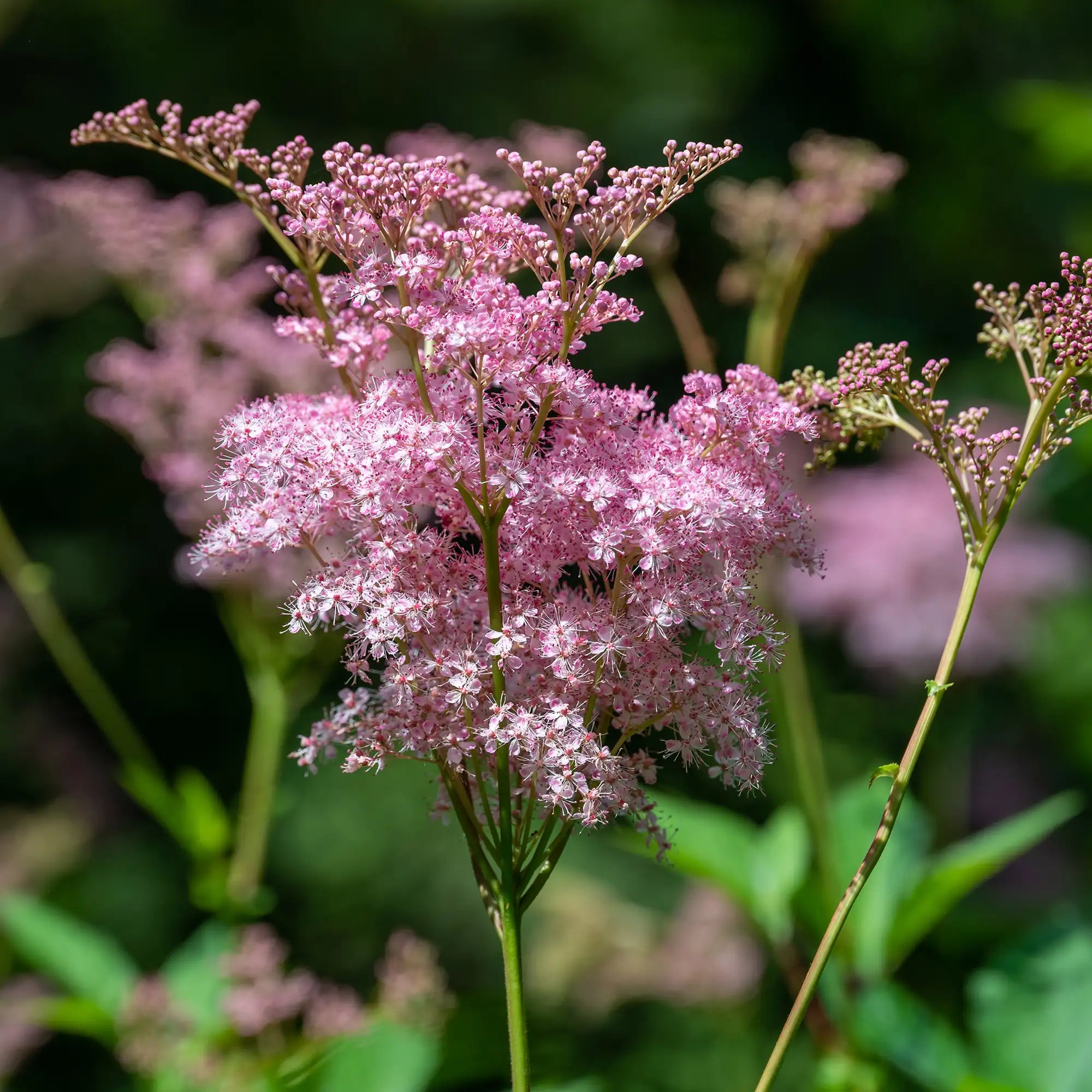 Queen of the Prairie 'Venusta'
