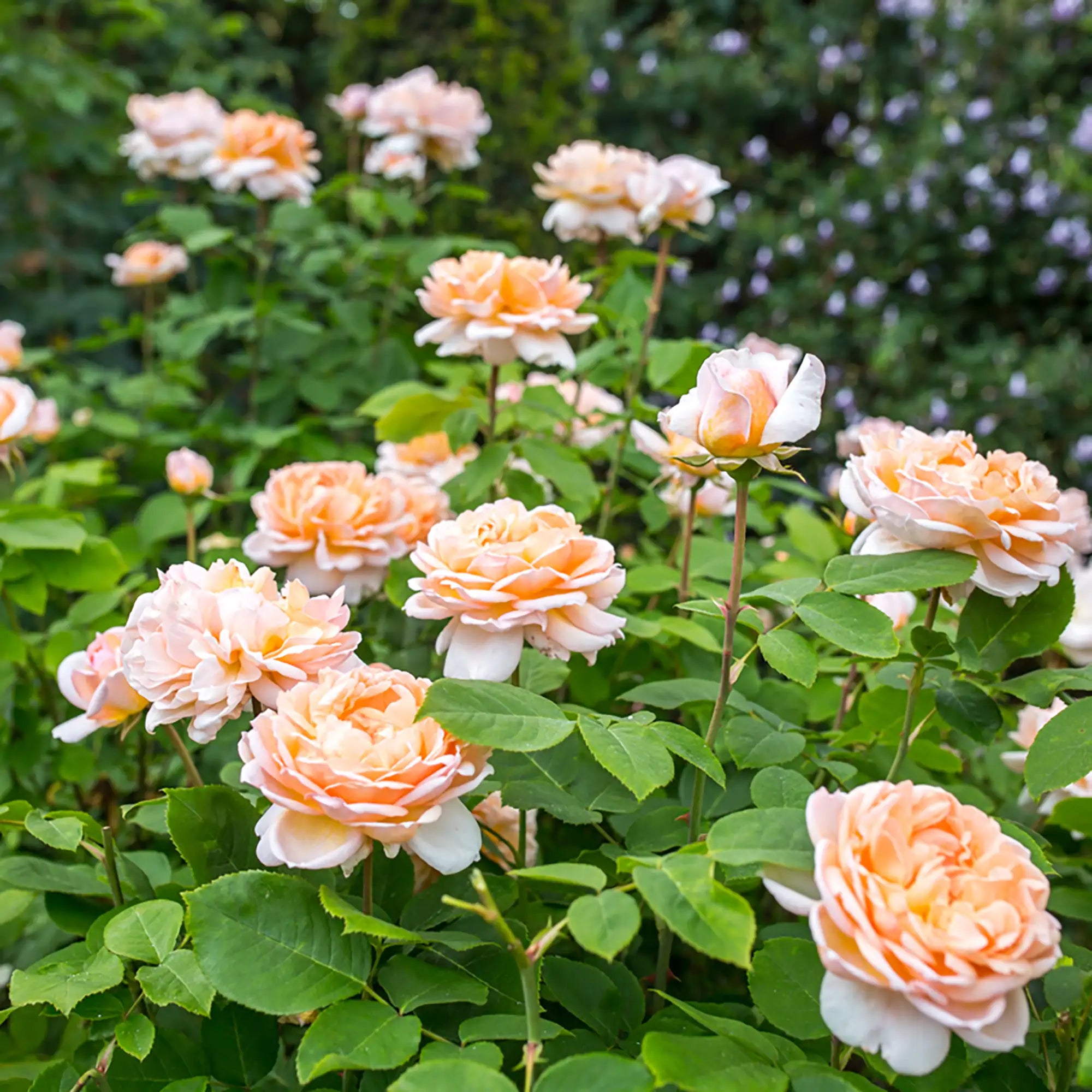 Apricot double English roses in a garden