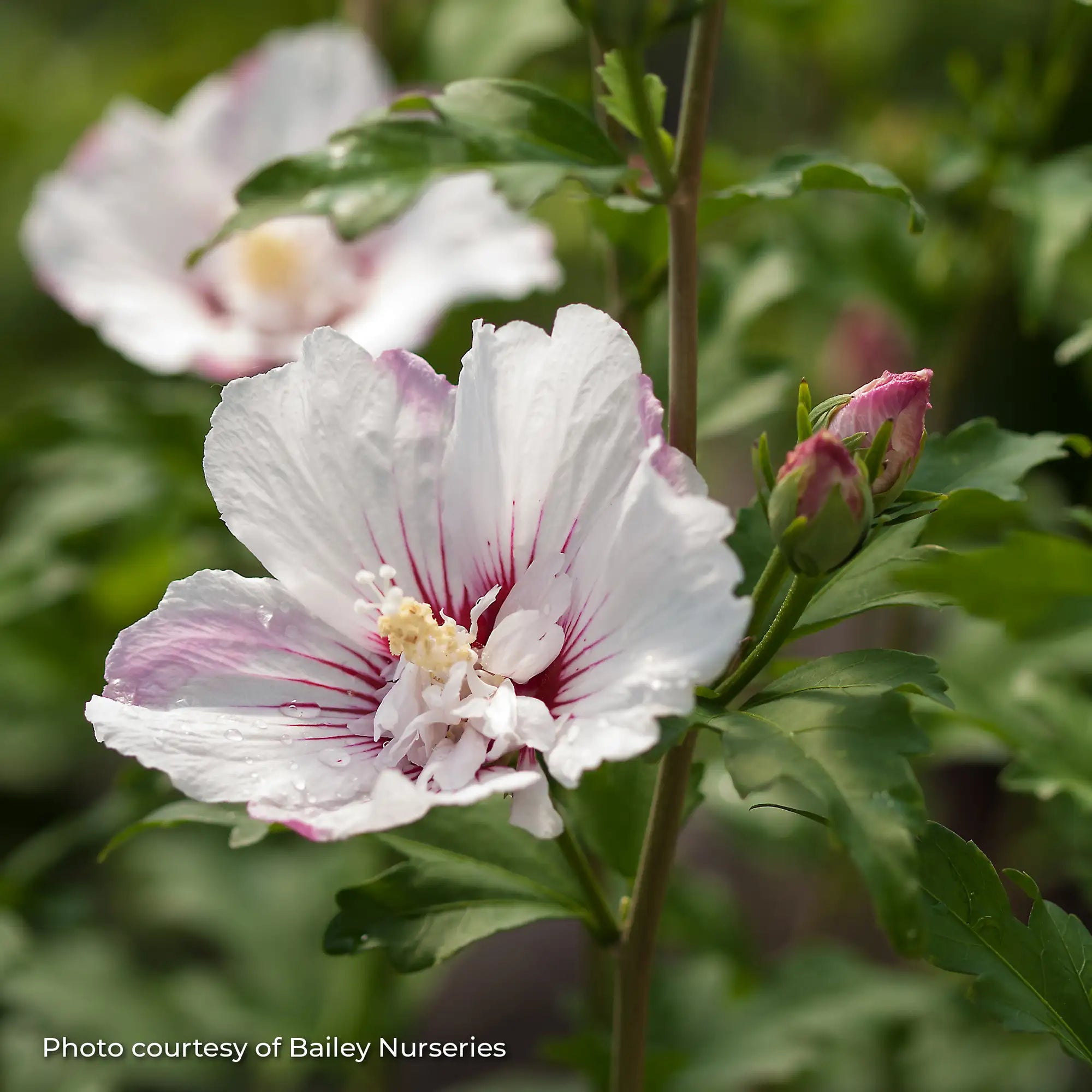 Rose of Sharon 'Fiji™'