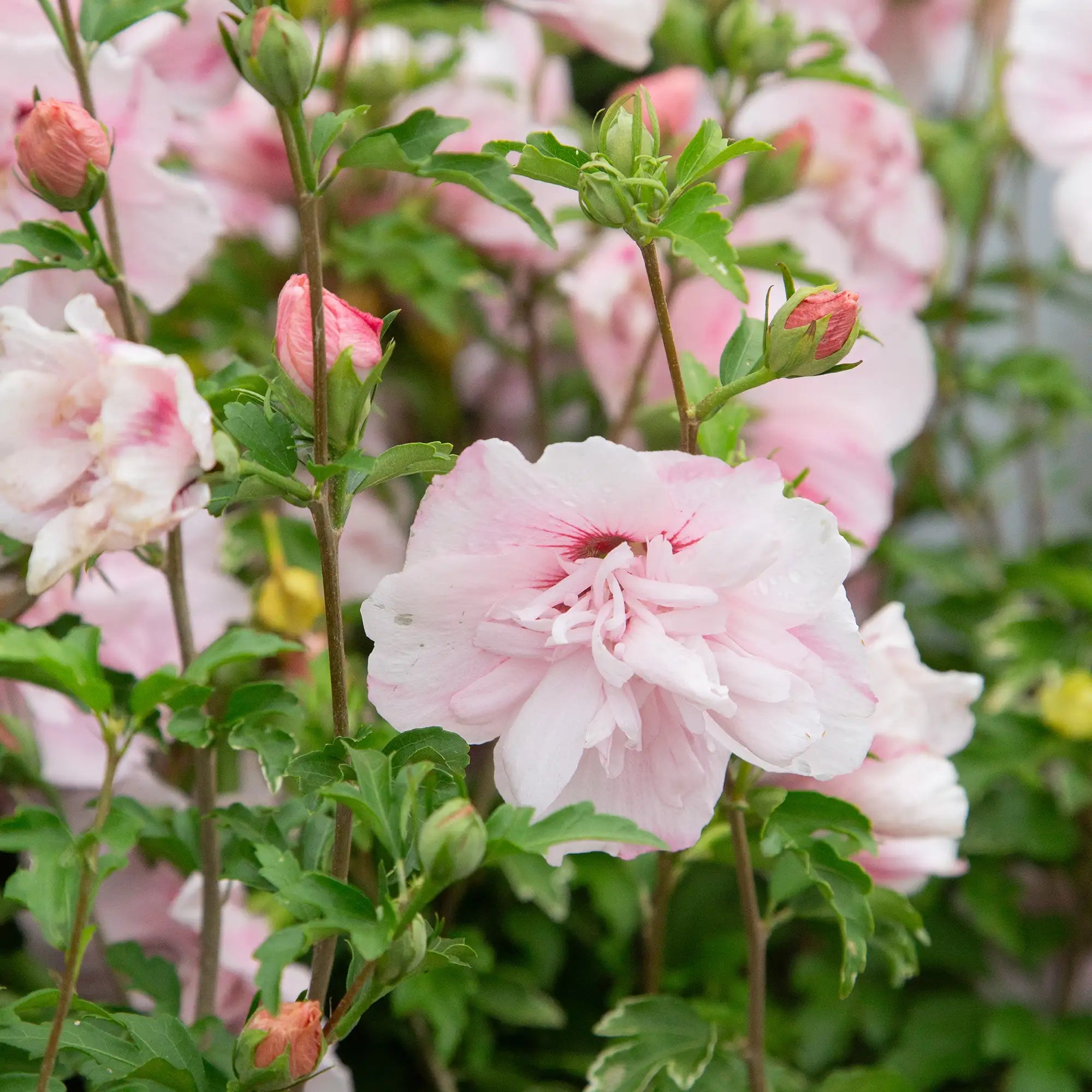 Rose of Sharon 'Pink Chiffon®'