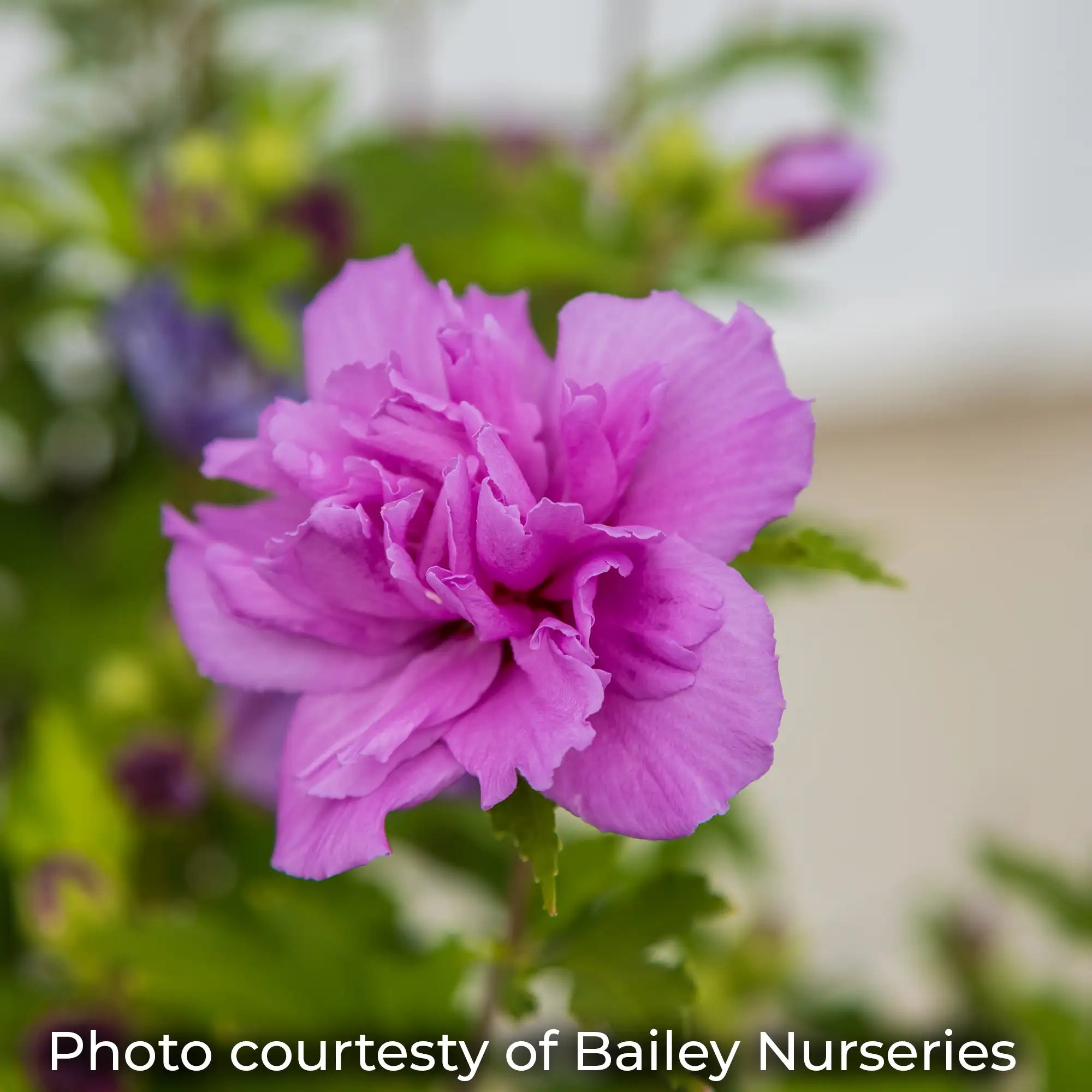 French Cabaret Purple with lavender-pink flowers