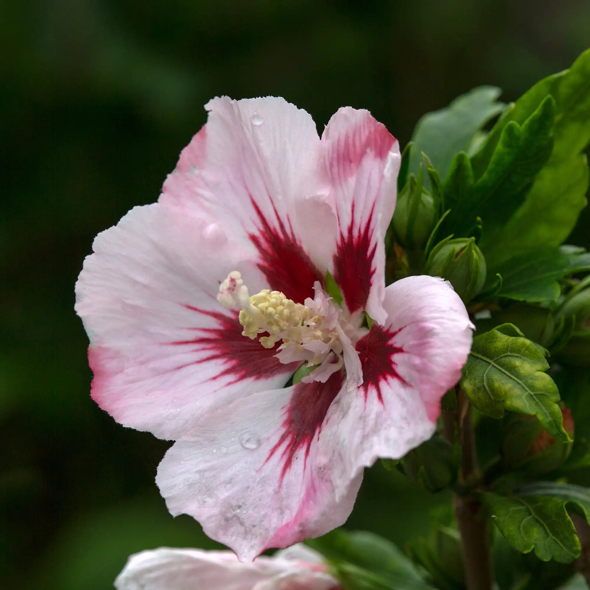 Hamabo Rose of Sharon with single pink and white flowers with a red center