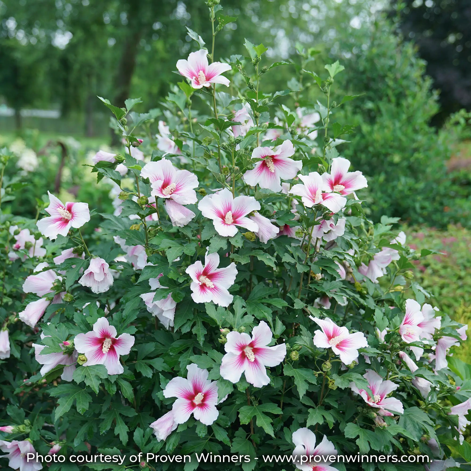 Paraplu Pink In Rose of Sharon shrub full of white flowers with a pink streaked center