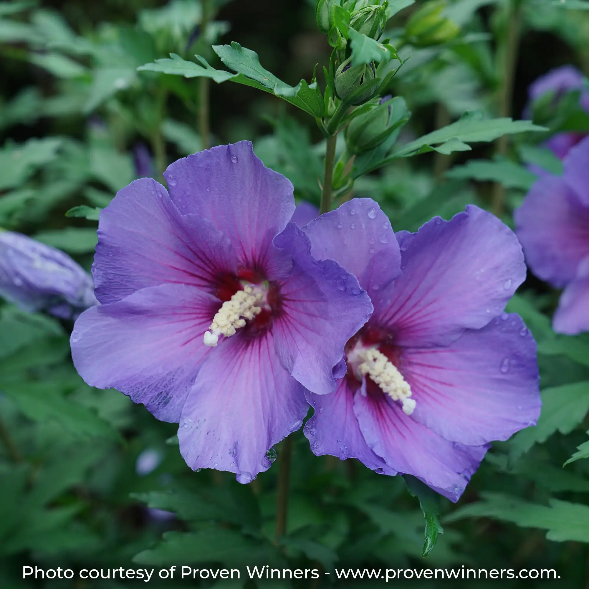 Paraplu Violet Rose of Sharon with single, blue-violet flowers and a dark center
