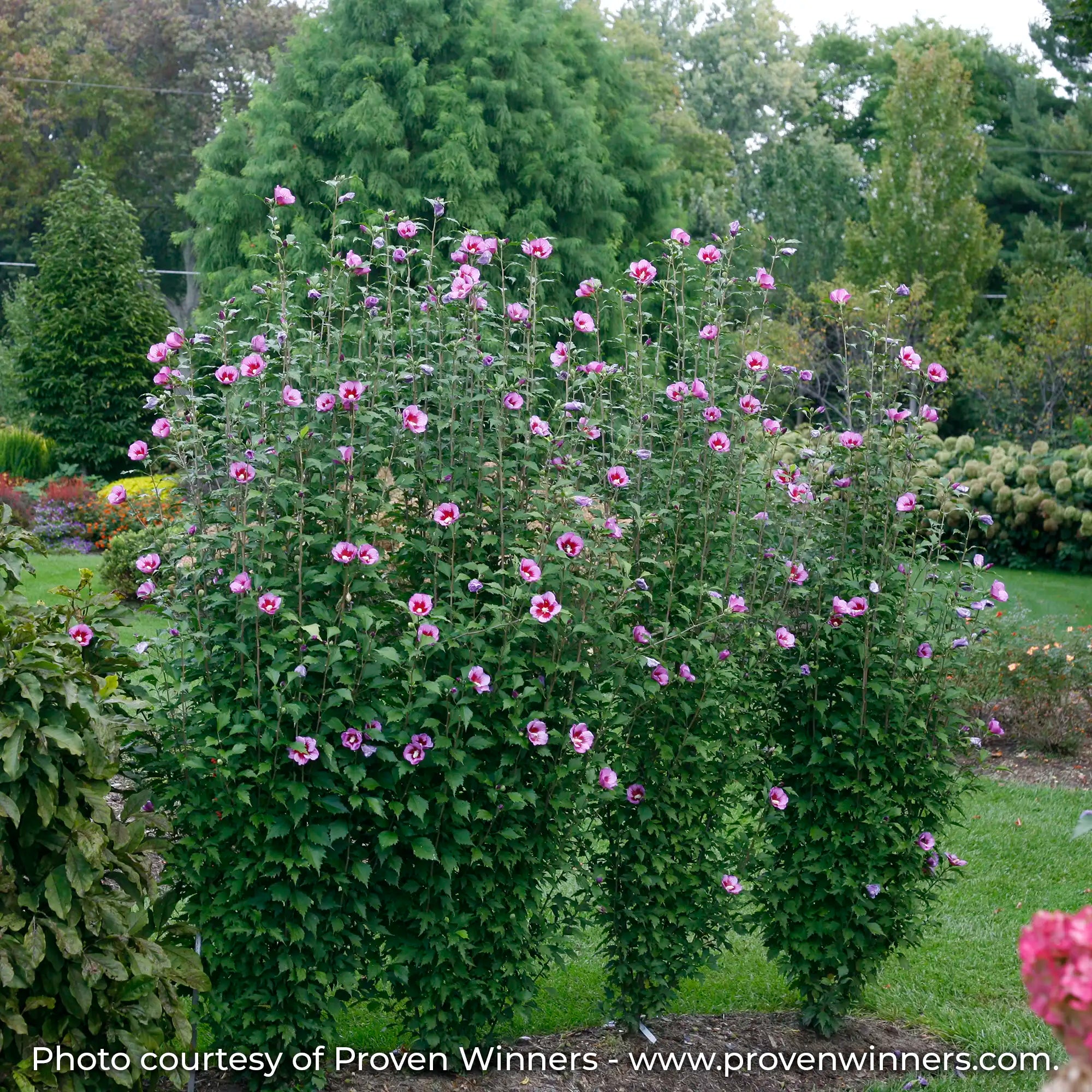 Purple Pillar Rose of Sharon with a strong upright form and lavender-pink flowers