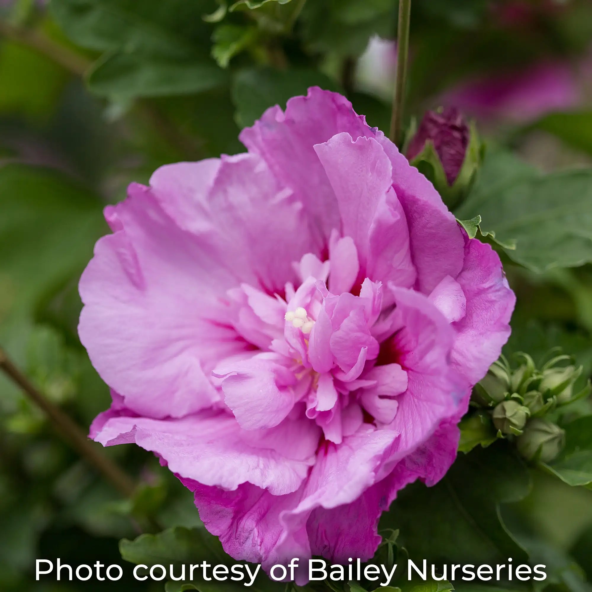 Tahiti Rose of Sharon with double pink flowers and a red center
