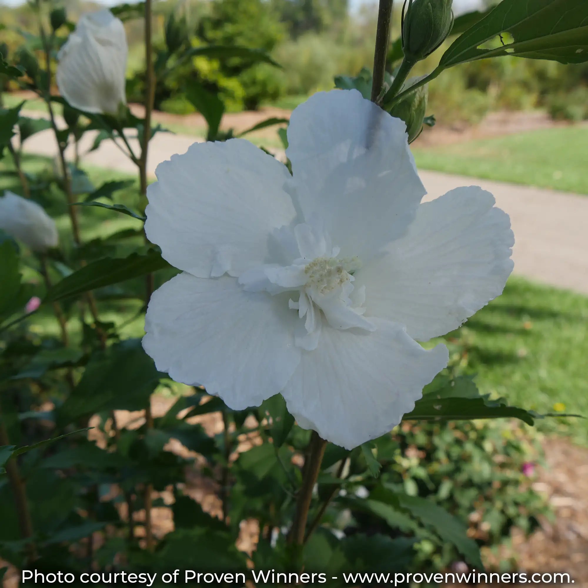 White Pillar Rose of Sharon with semi-double white flowers