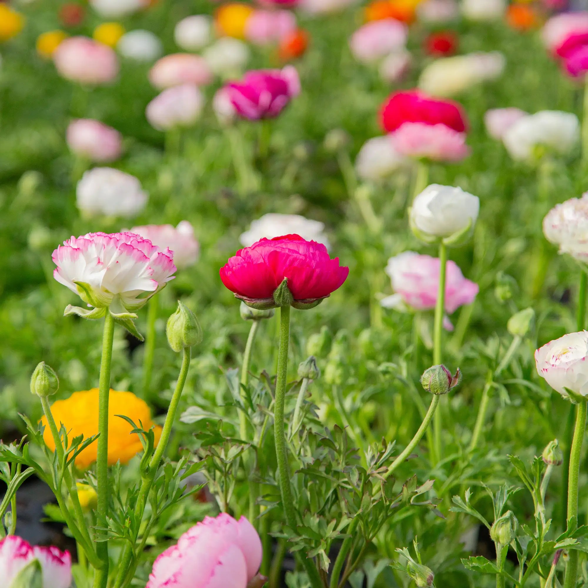 Ranunculus