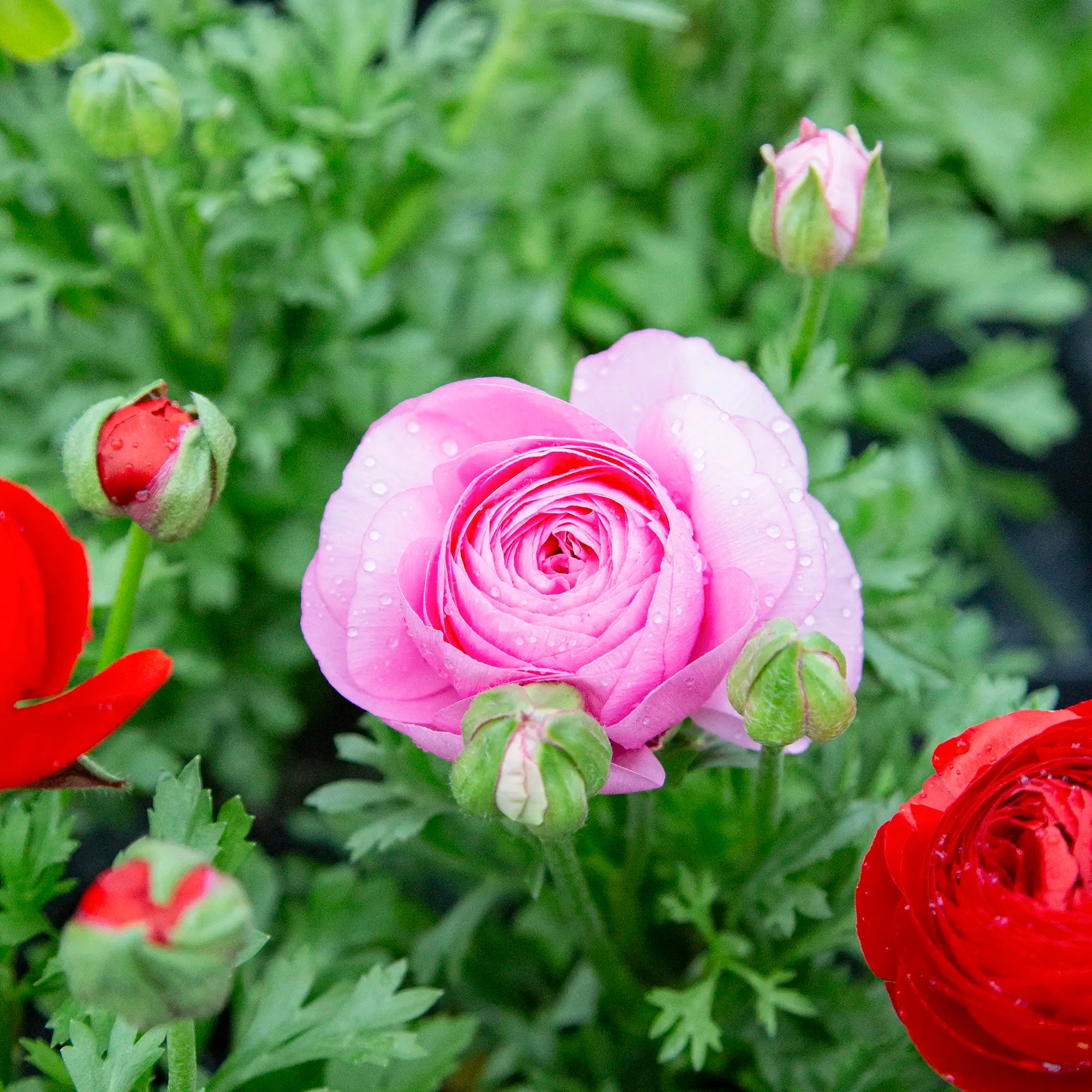 Ranunculus