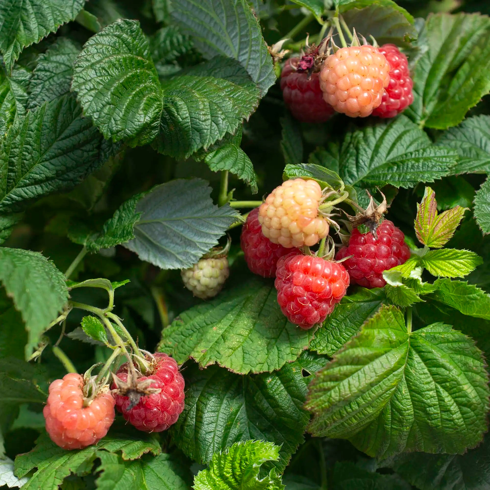 Raspberry 'Raspberry Shortcake®'