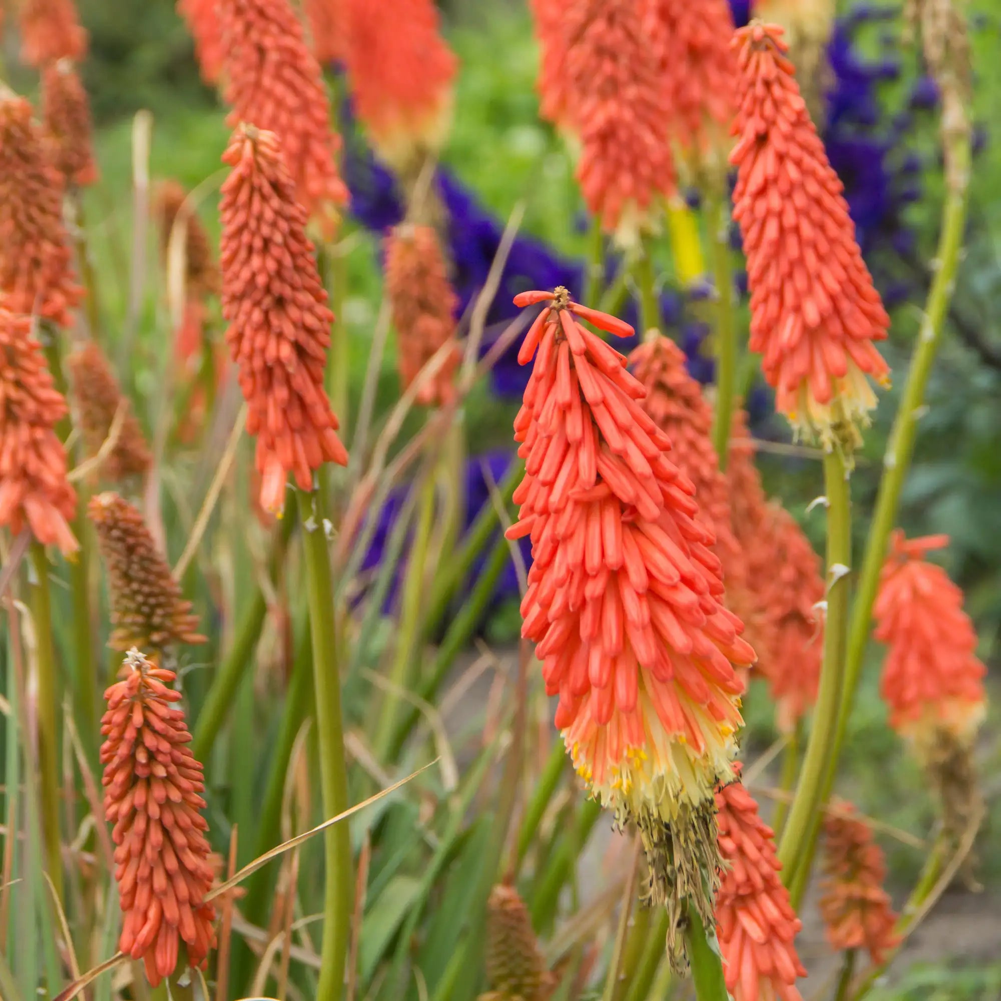 Red Hot Poker 'Amazing Fun'