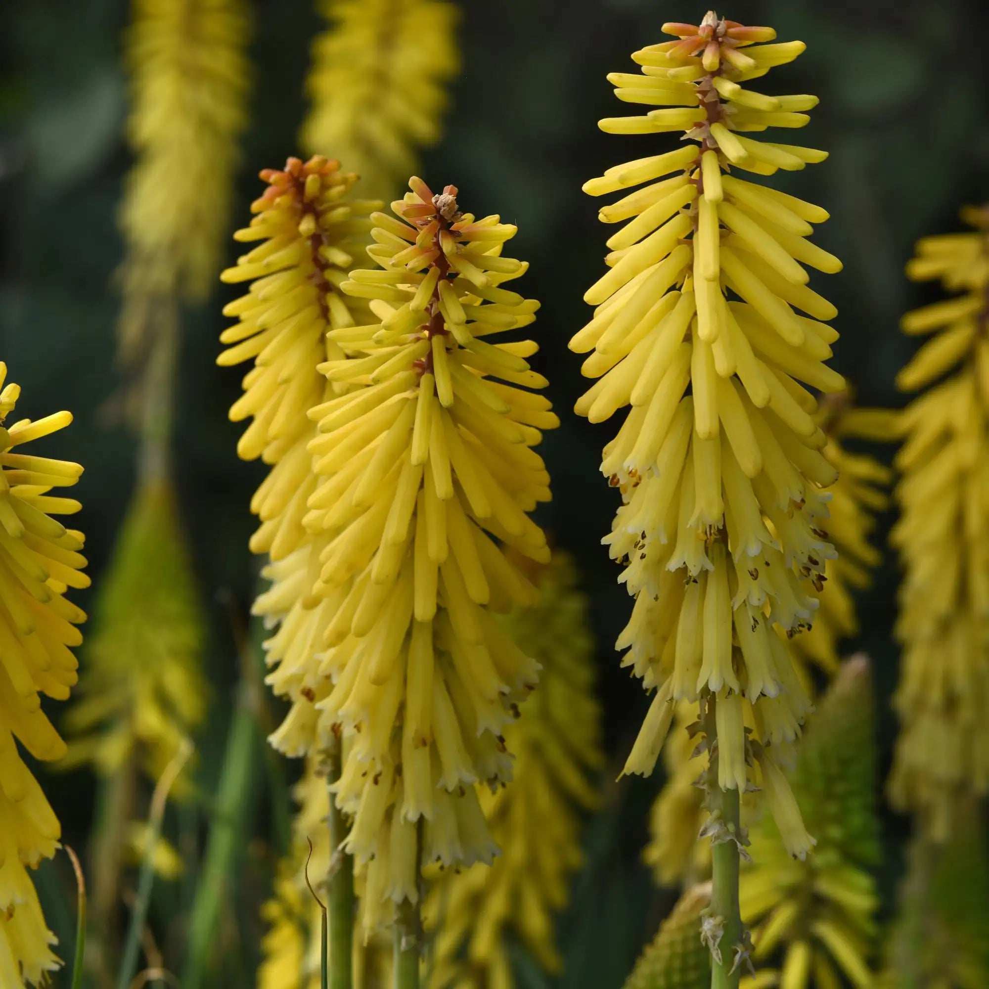Red Hot Poker 'Glowstick'