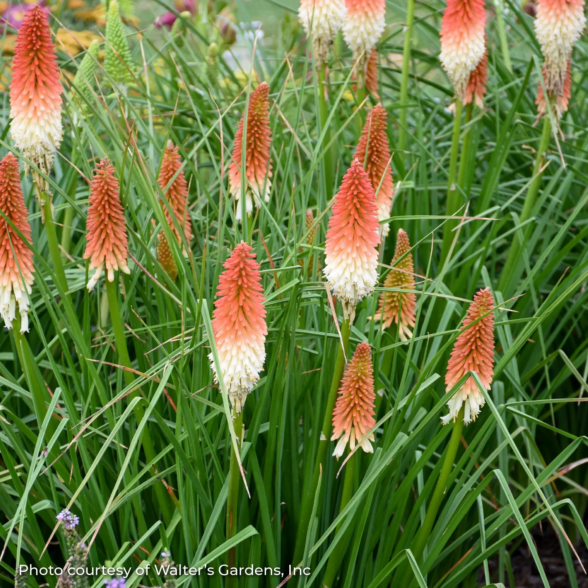 Red Hot Poker 'High Roller'