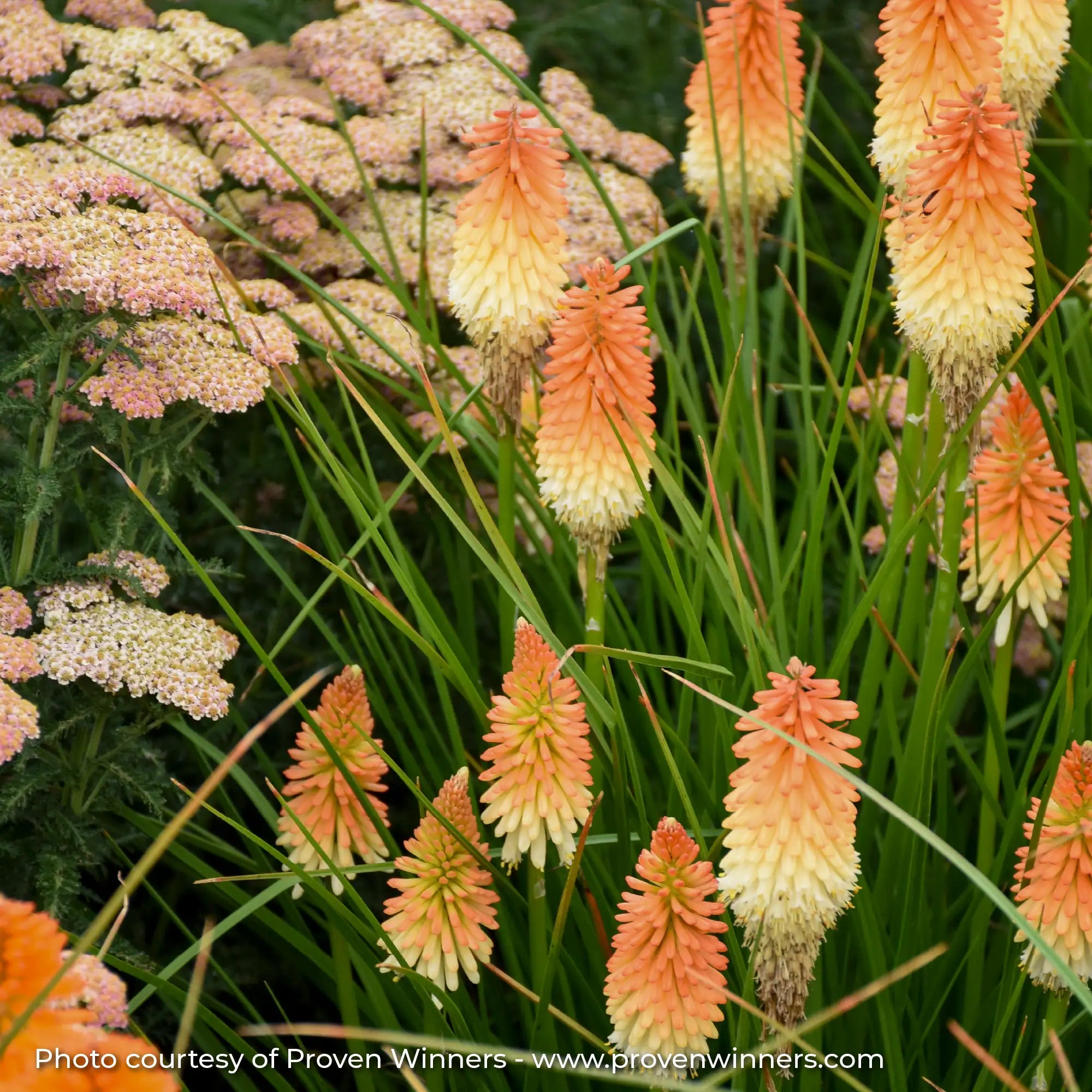 Orange and White Red Hot Poker in a garden