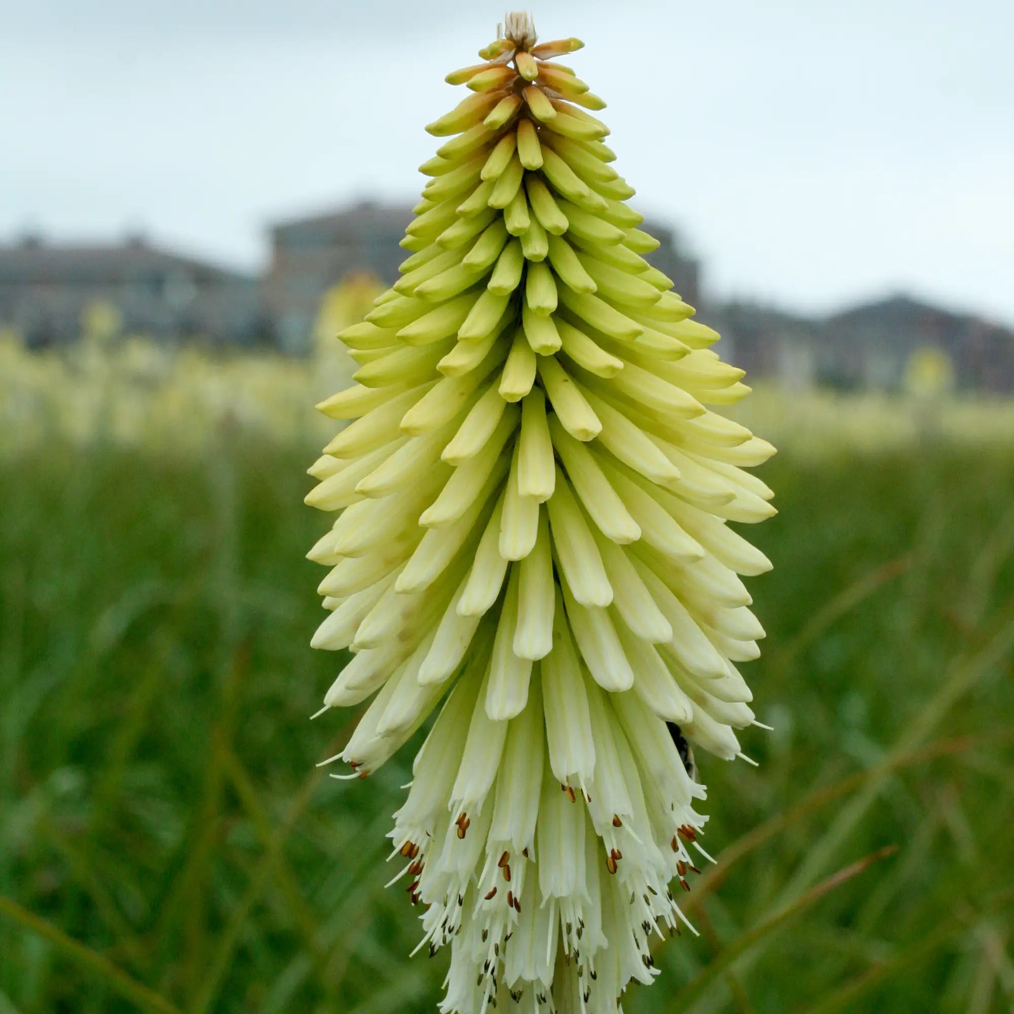 Red Hot Poker 'Ice Queen'