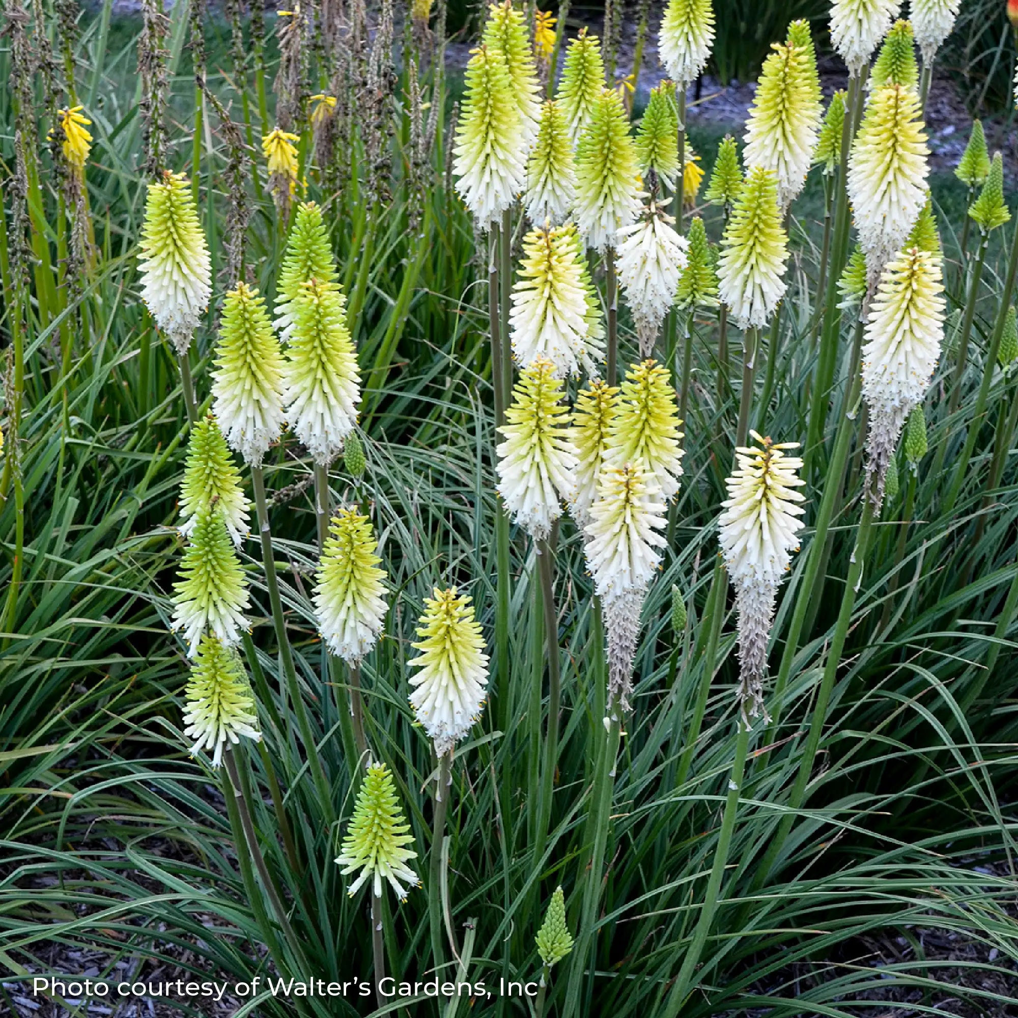 Red Hot Poker 'Lady Luck'