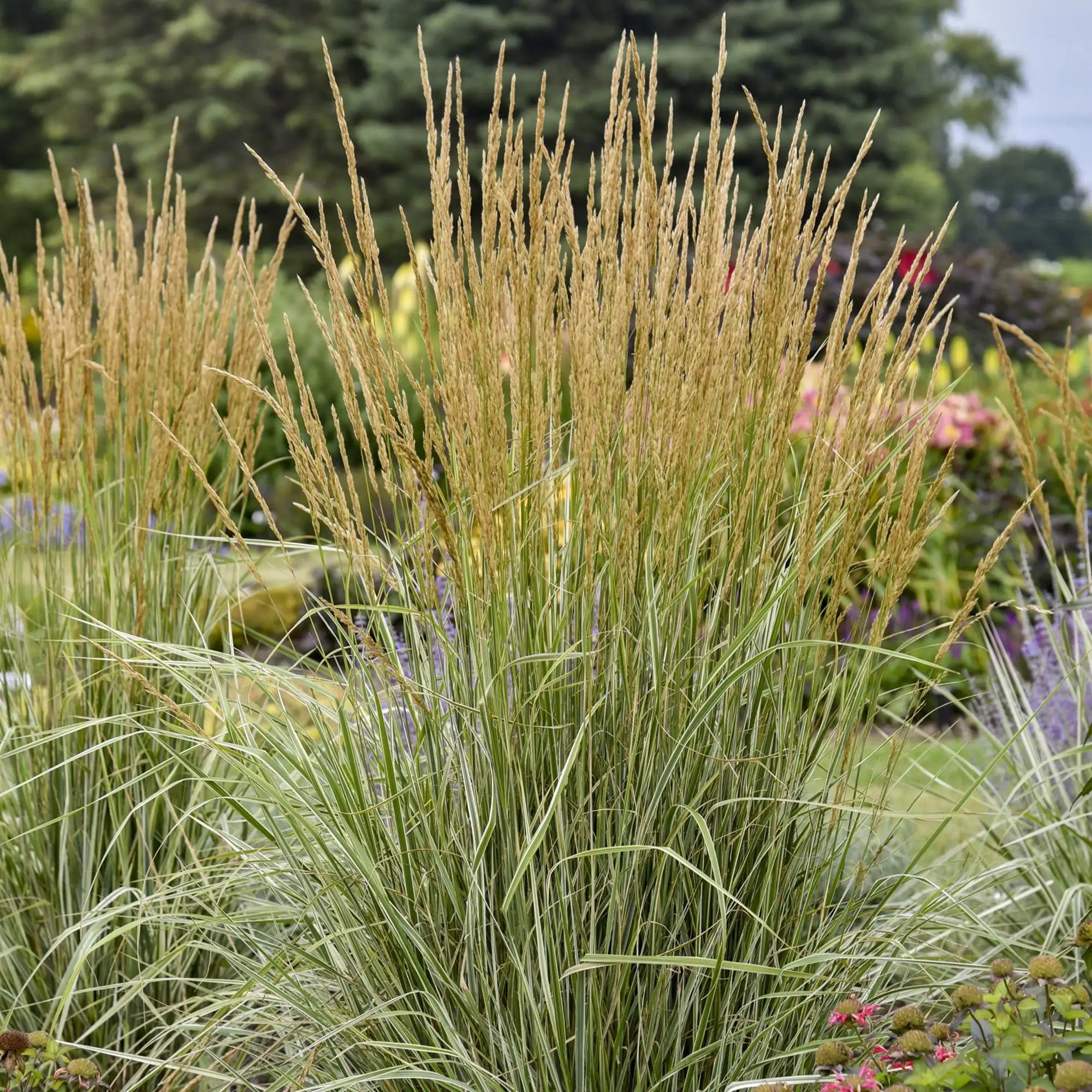 Reed Grass 'Hello Spring!®'