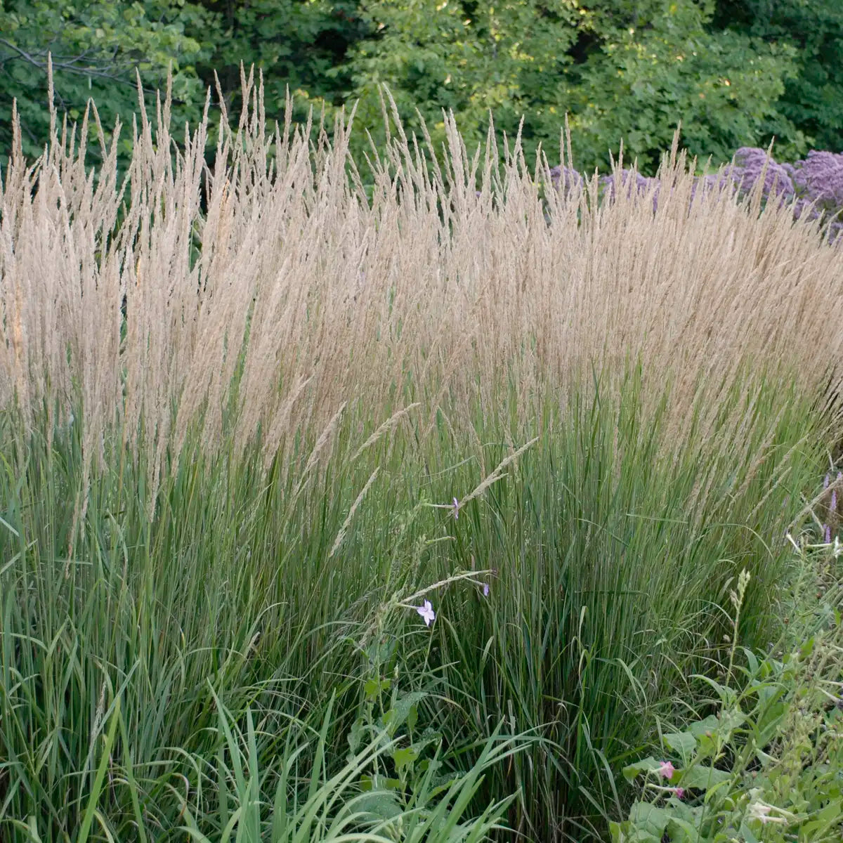 Reed Grass 'Karl Foerster'