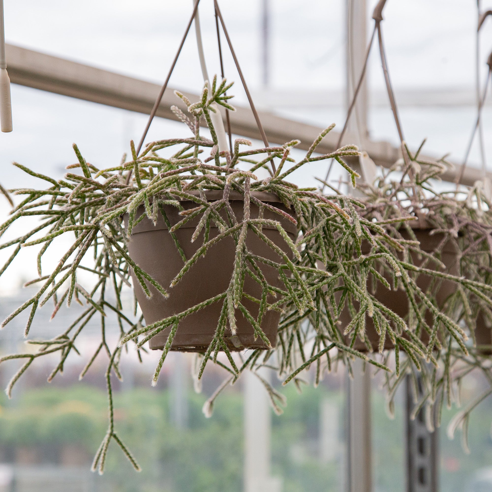 rhipsalis potting mix Cactus Hairy-Stemmed Rhipsalis – Vandermeer Nursery Ltd