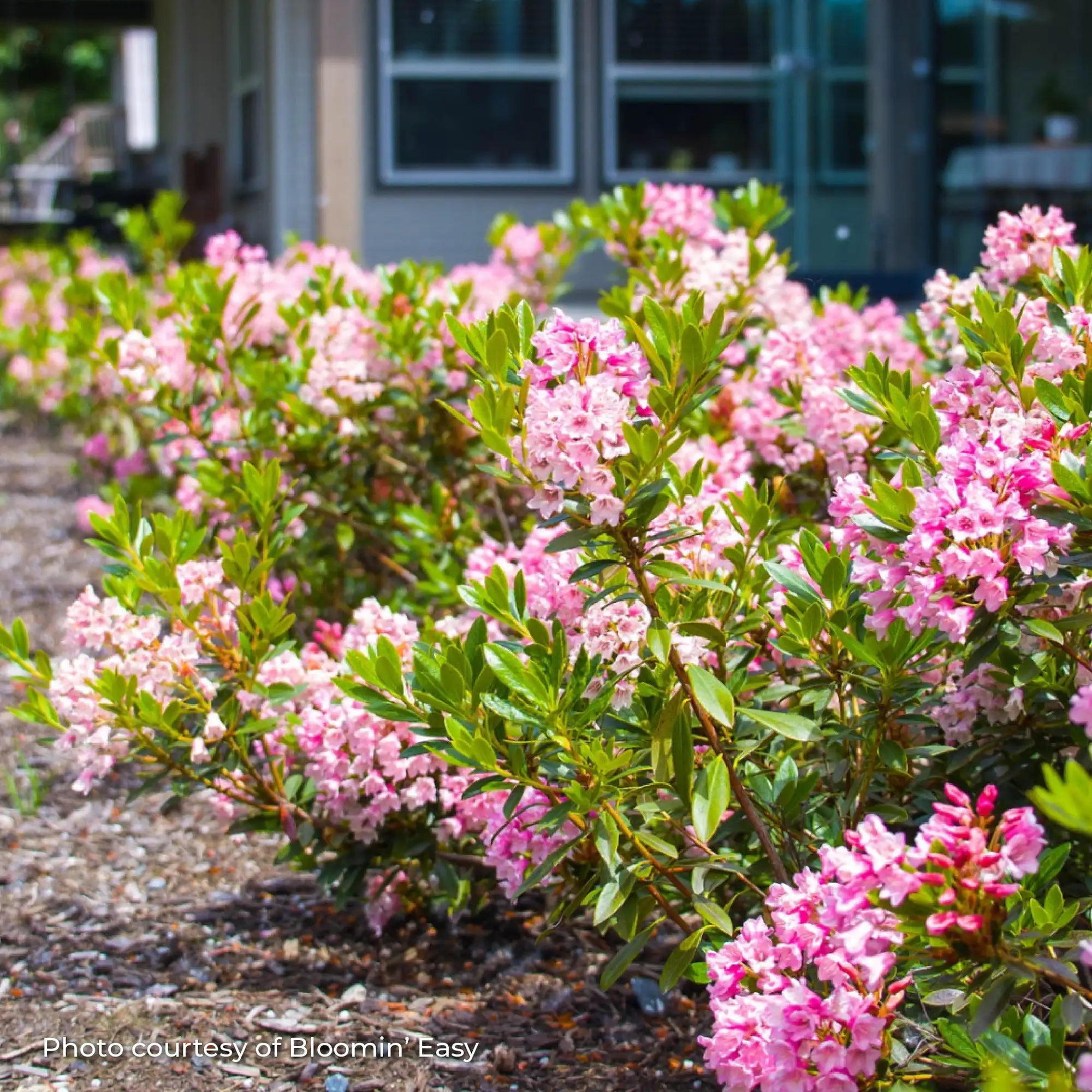 Rhododendron 'Bloombux® Magenta'