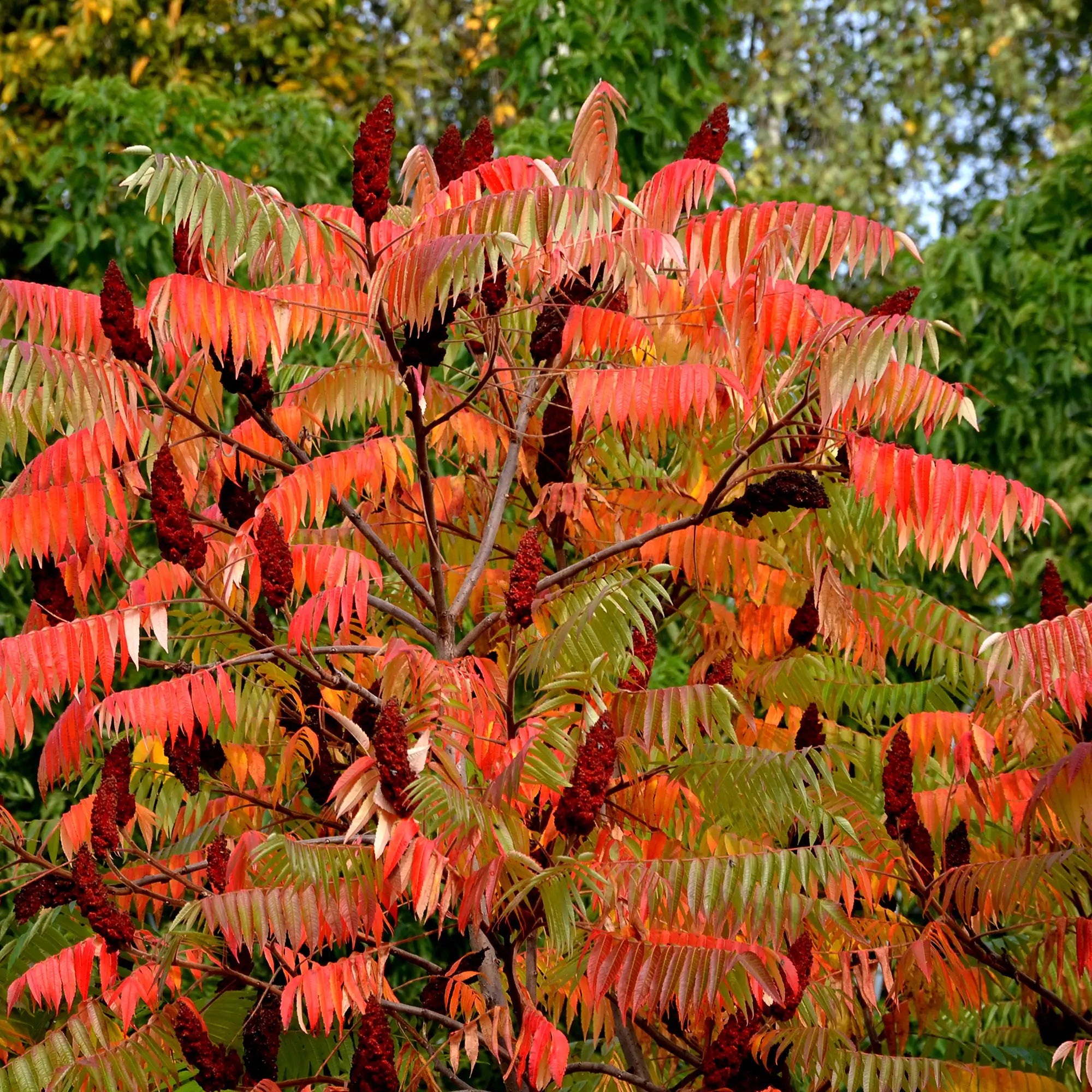 Sumac Staghorn