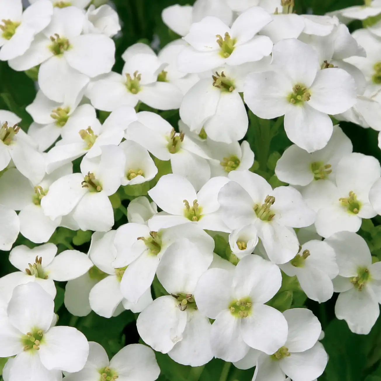 Rockcress LITTLE TREASURE™ 'White'