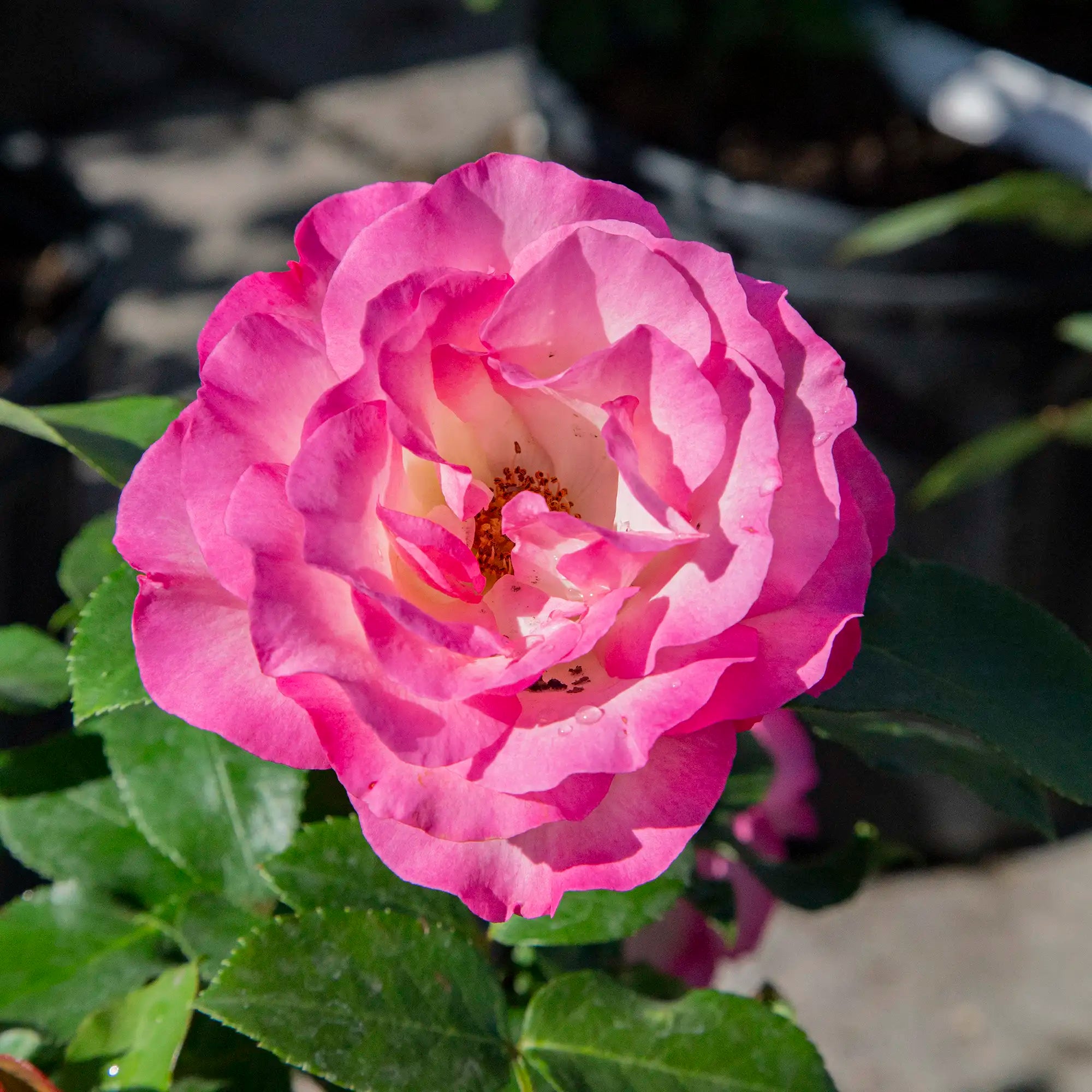 'Bordure Rose' Floribunda Rose