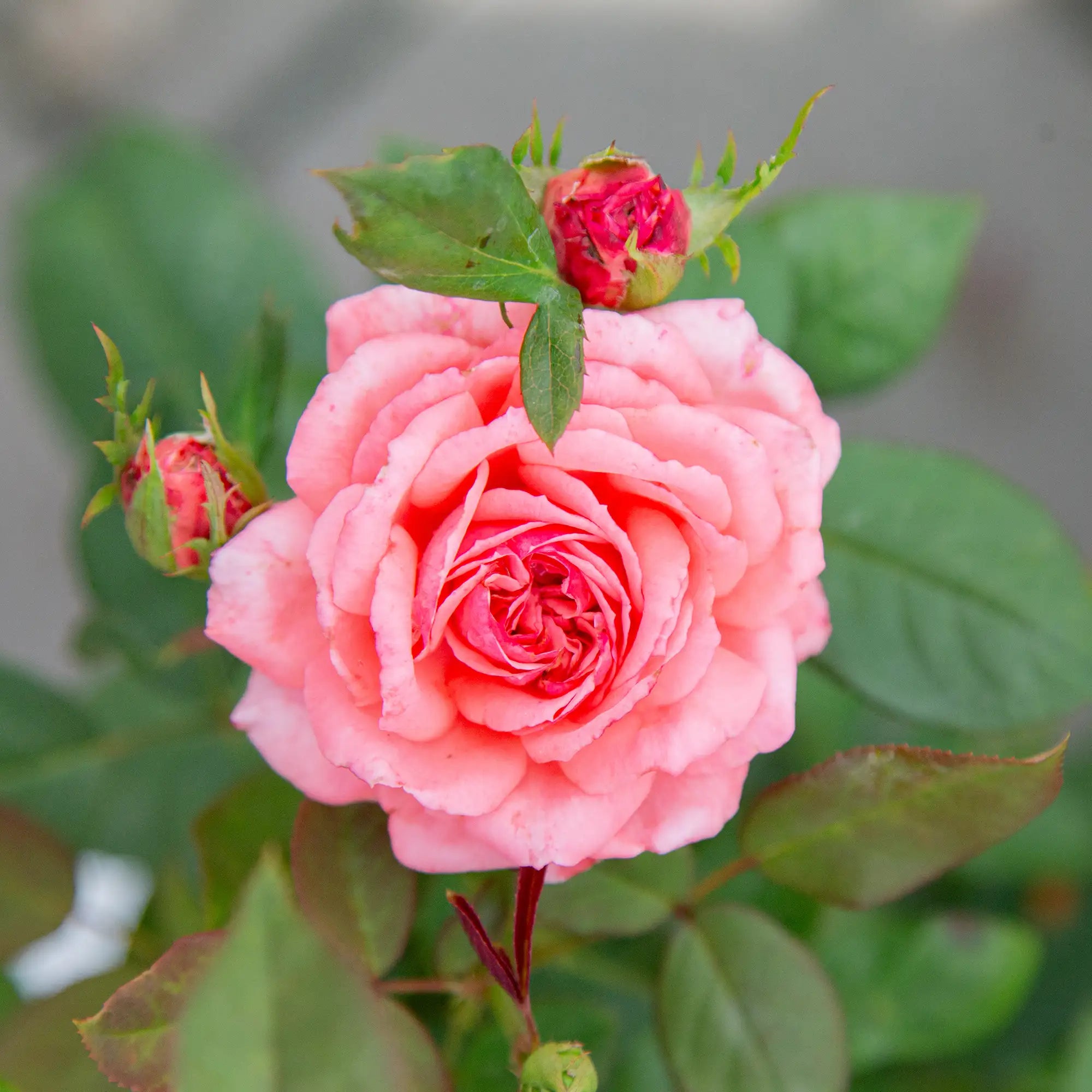 'Canada Blooms' Hybrid Tea Rose