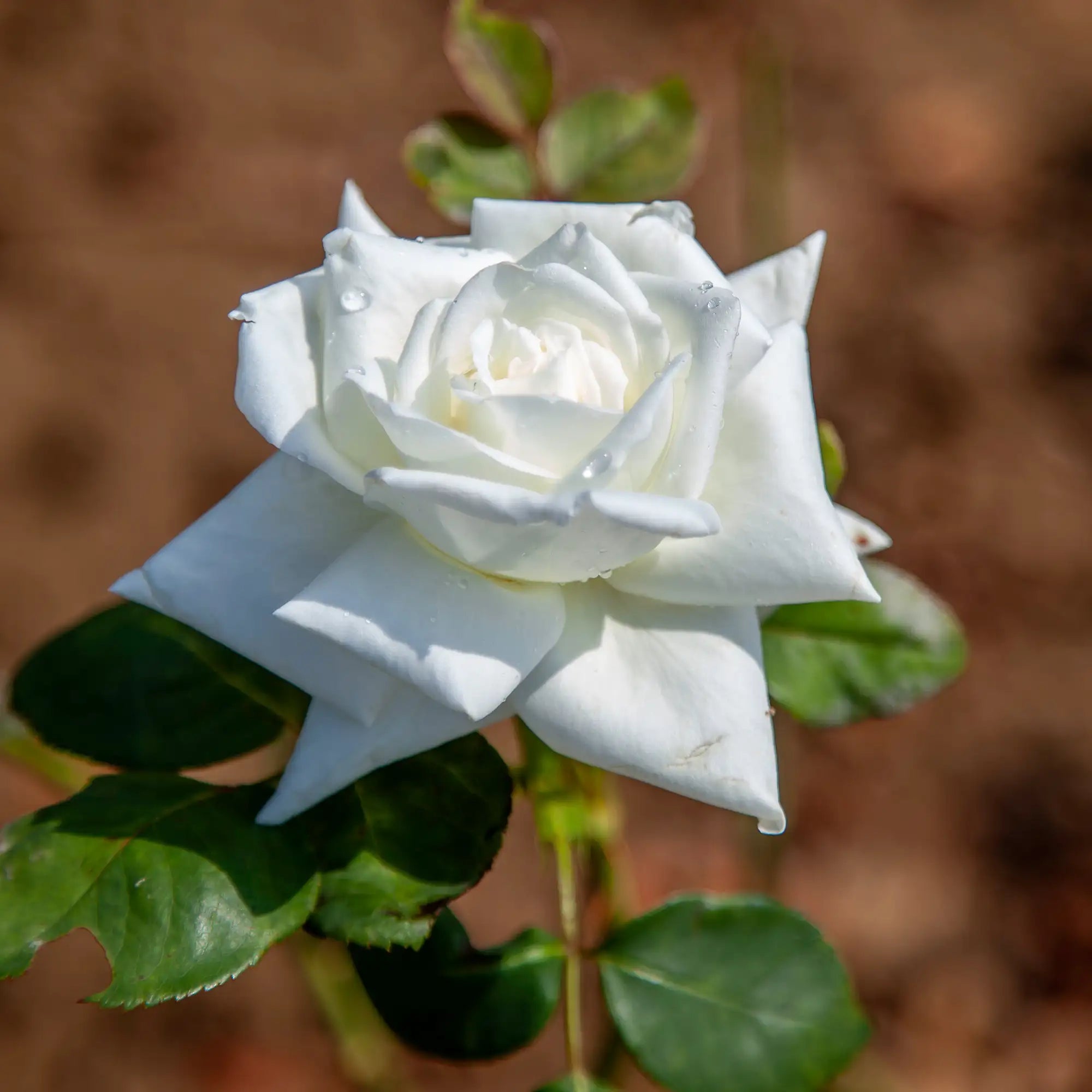 'Canadian White Star' Hybrid Tea Rose