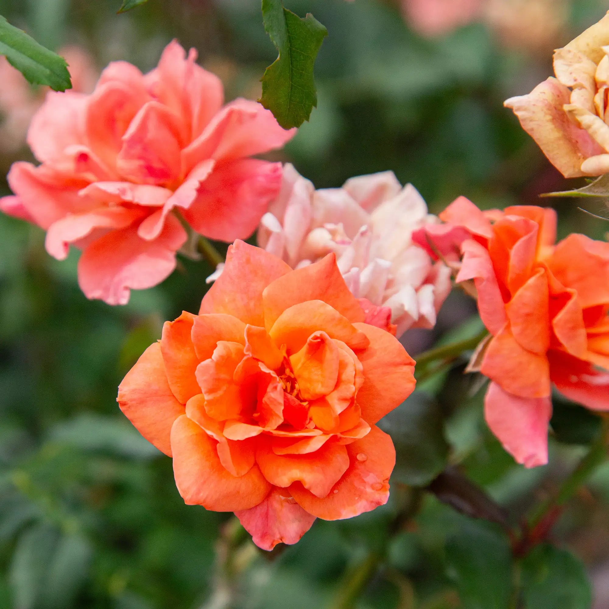 'Carefree Celebration' Landscape Shrub Rose
