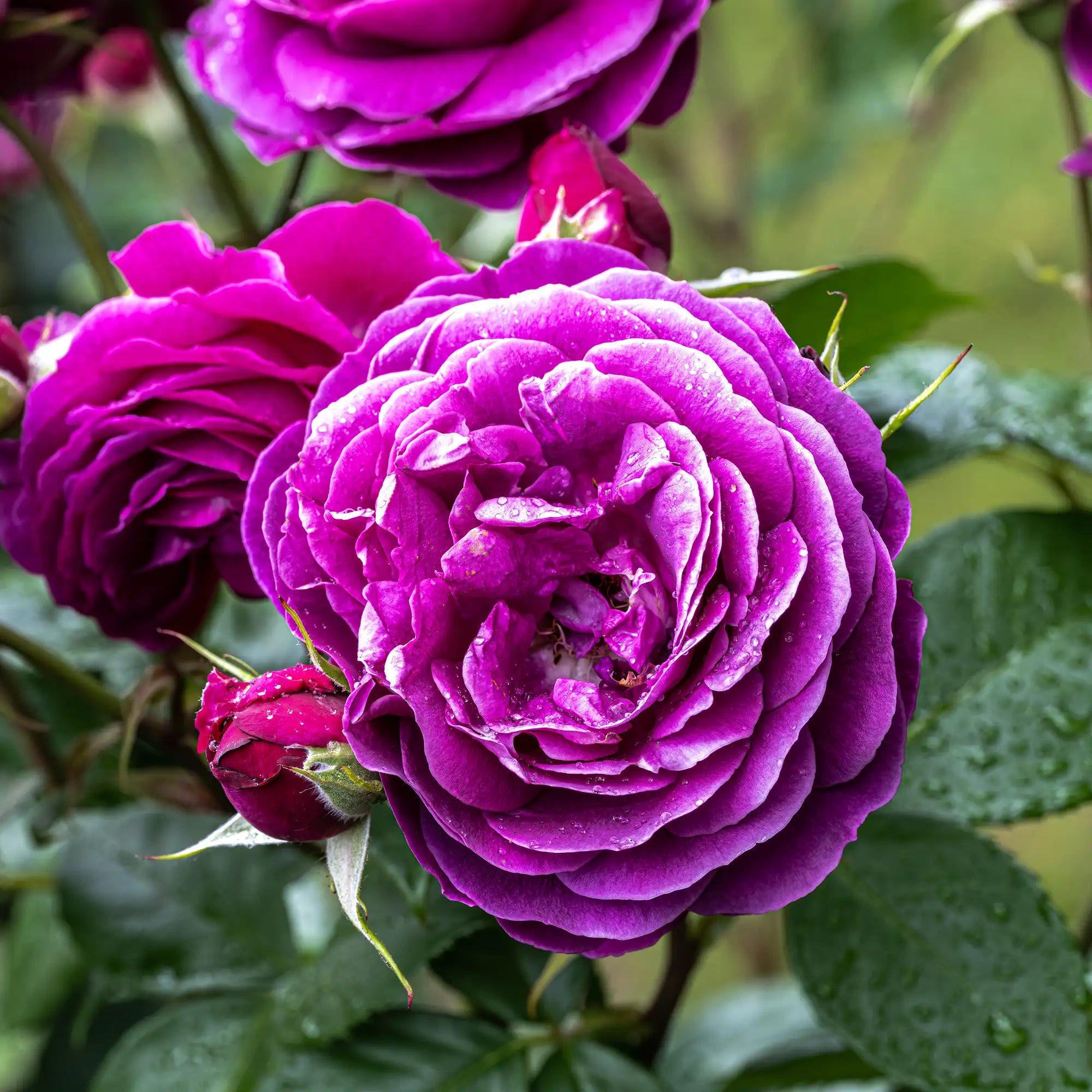 'Celestial Night' Floribunda Rose