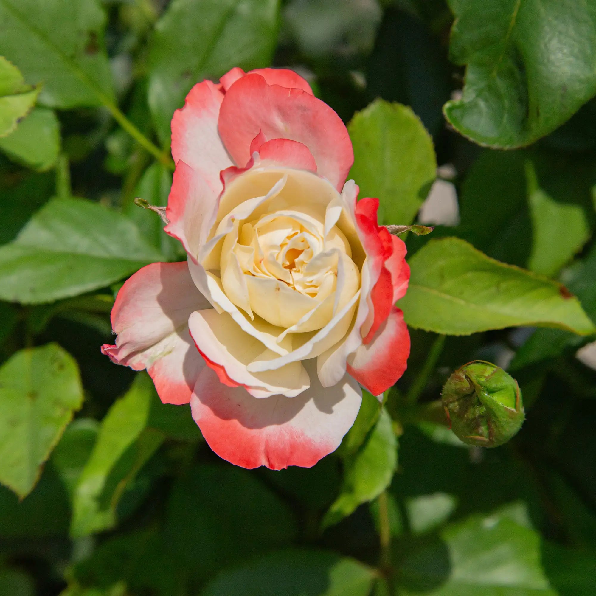 'Delany Sisters' Grandiflora Rose