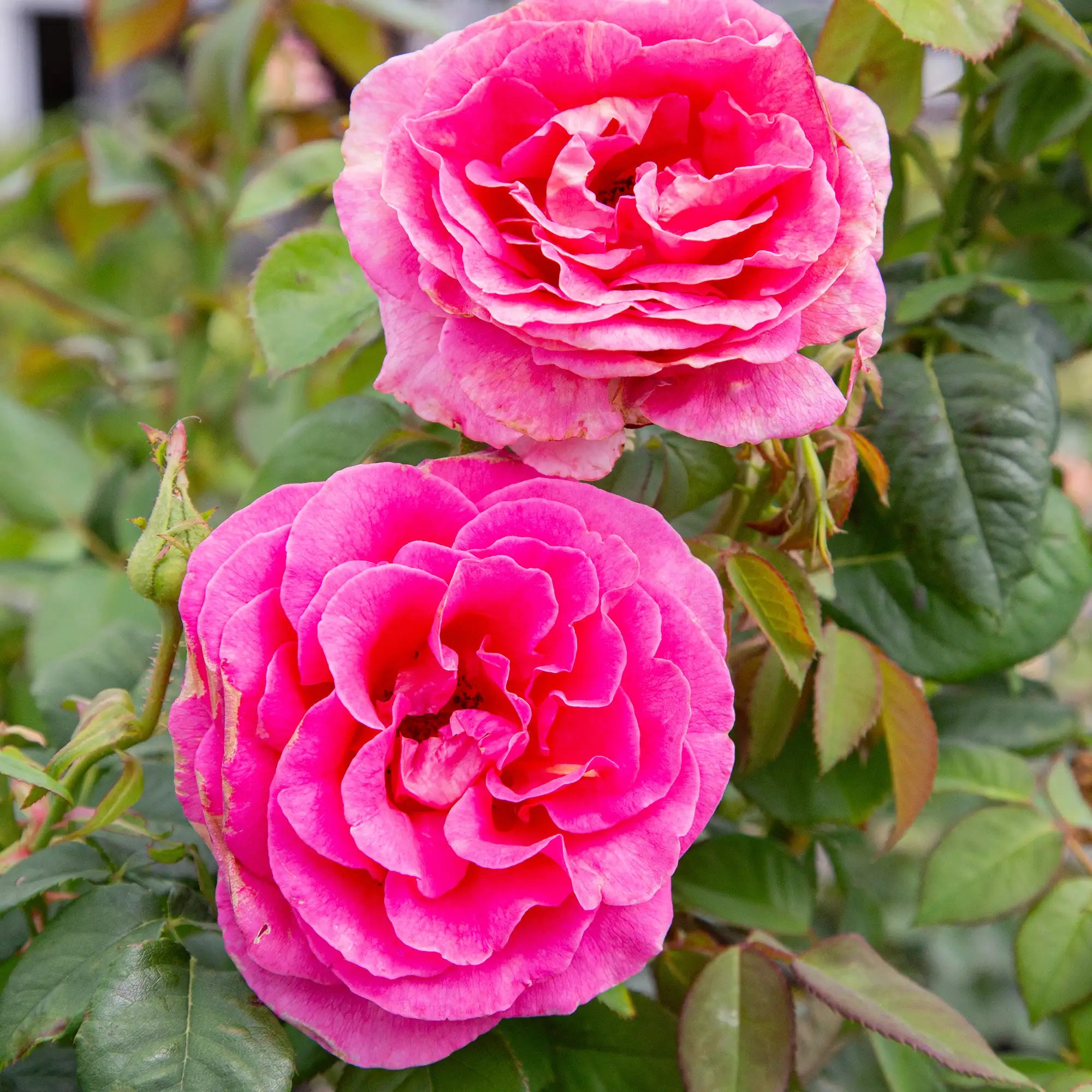 'Gentle Giant' Hybrid Tea Rose